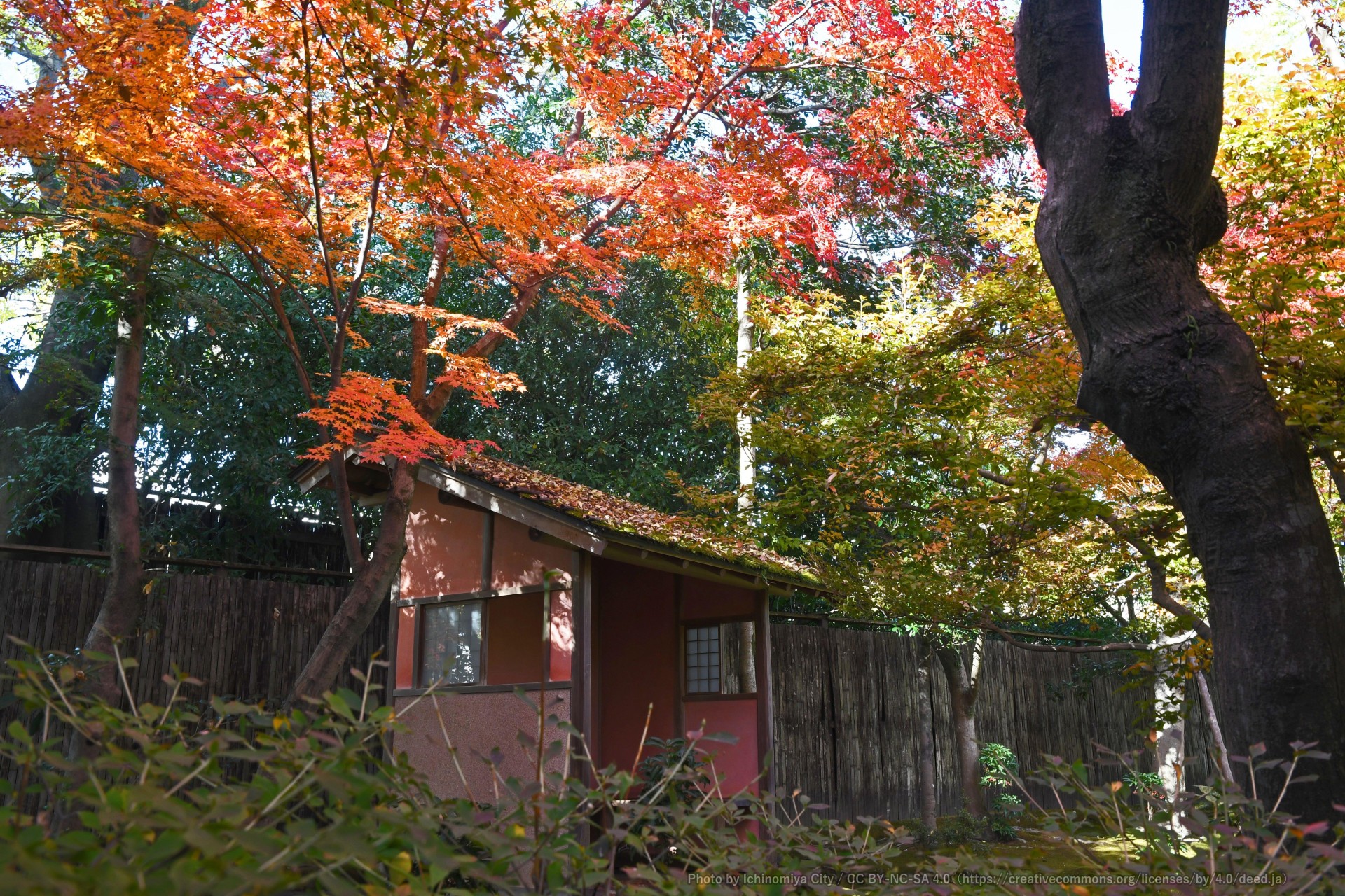 庭園と紅葉（尾西歴史民俗資料館別館　【旧林家住宅】） 5