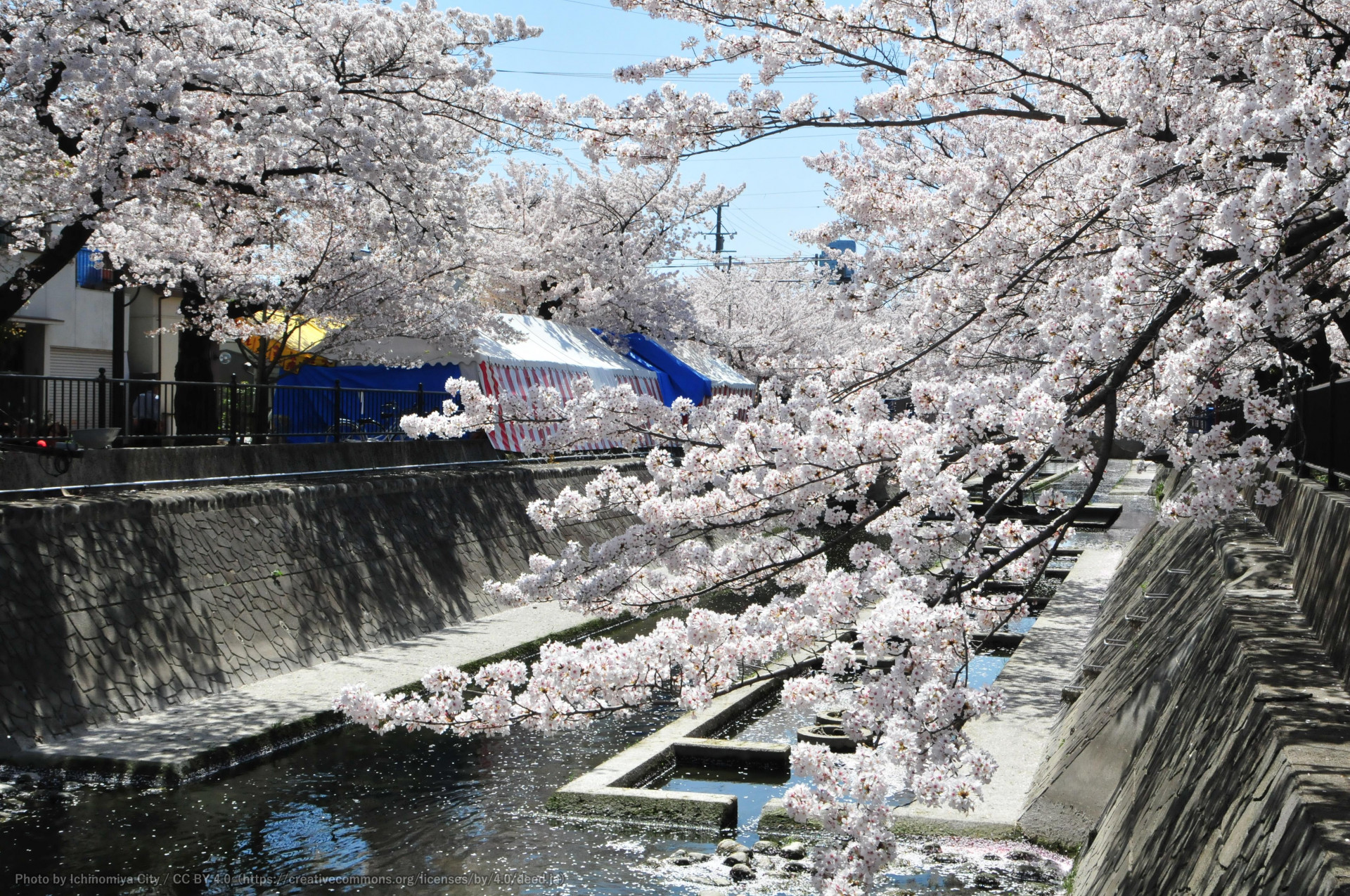 大江川の桜（一宮桜まつり）3