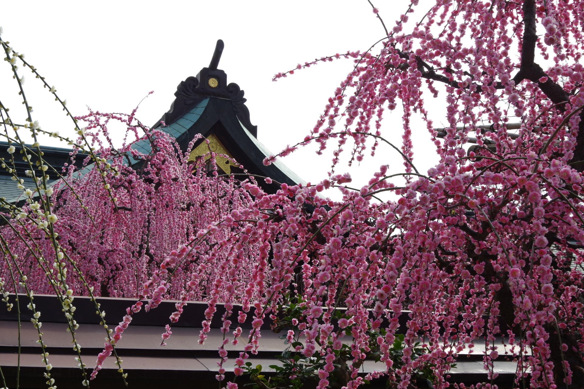 結城神社の梅