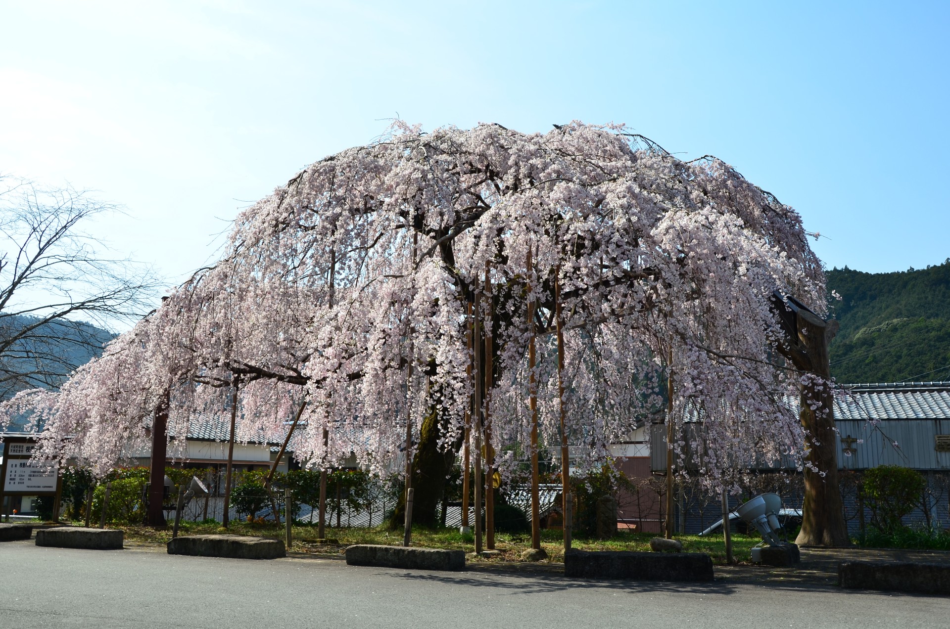 柏崎支所前の枝垂れ桜