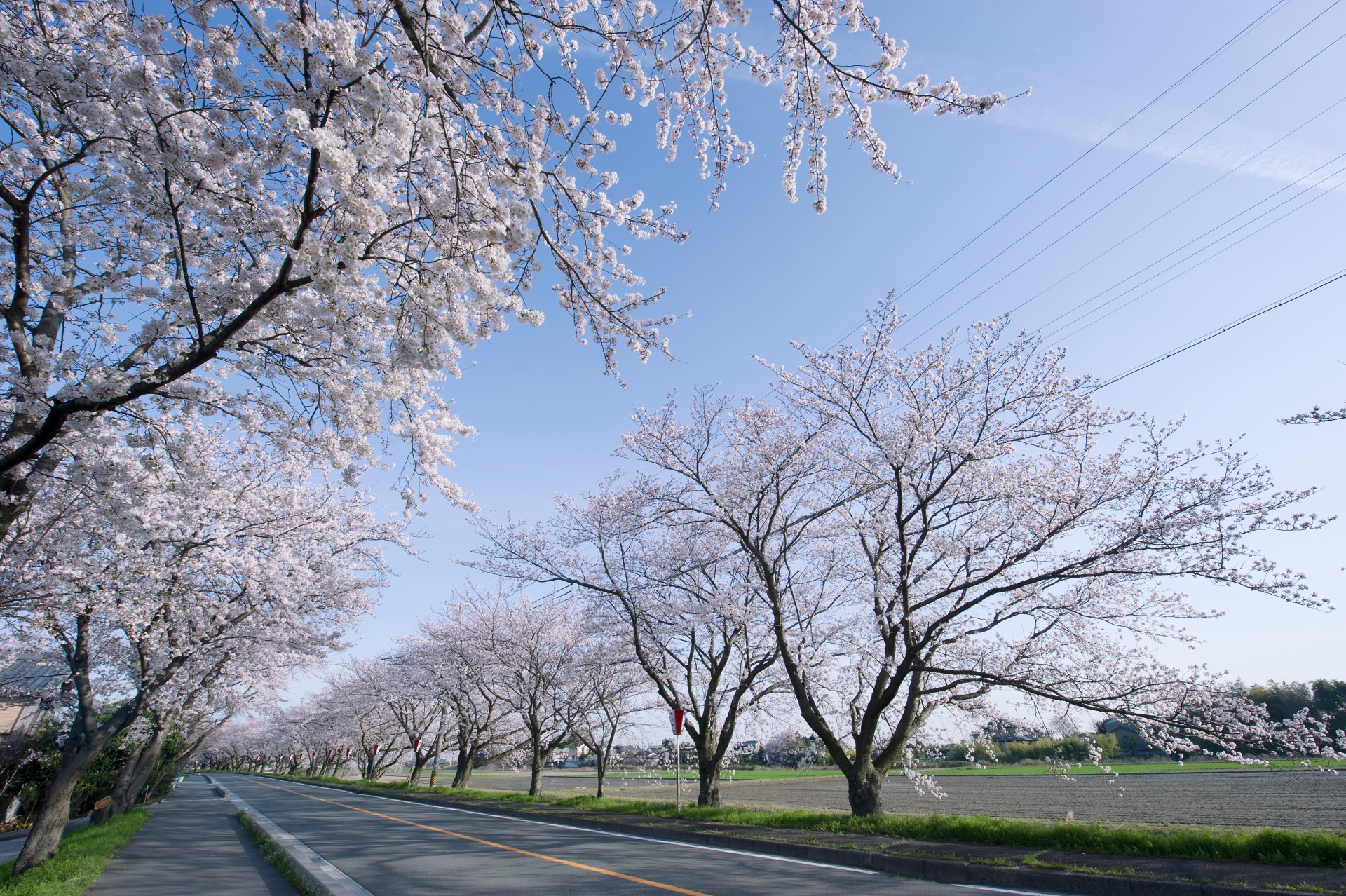 鍋田川堤桜並木