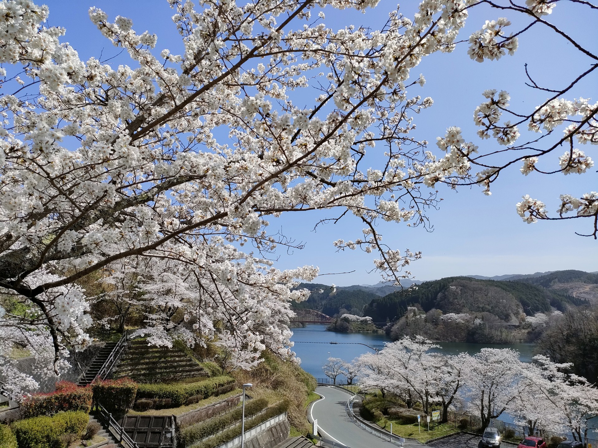 桜（青蓮寺湖）