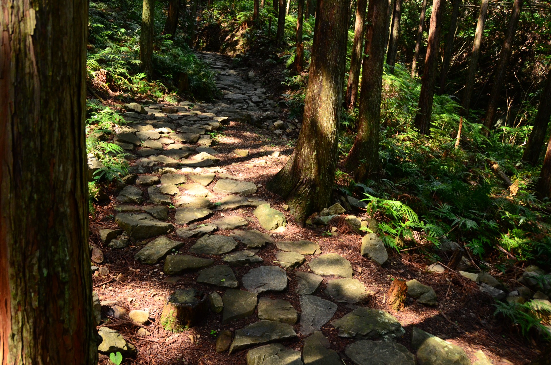 ツヅラト峠3