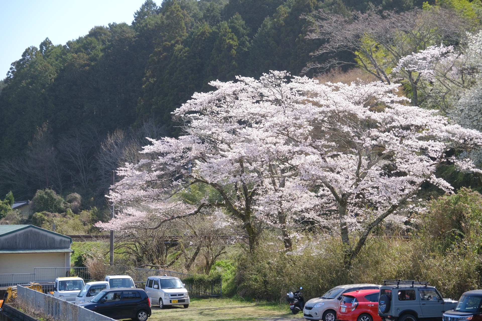 岩本寺宿坊から望む桜