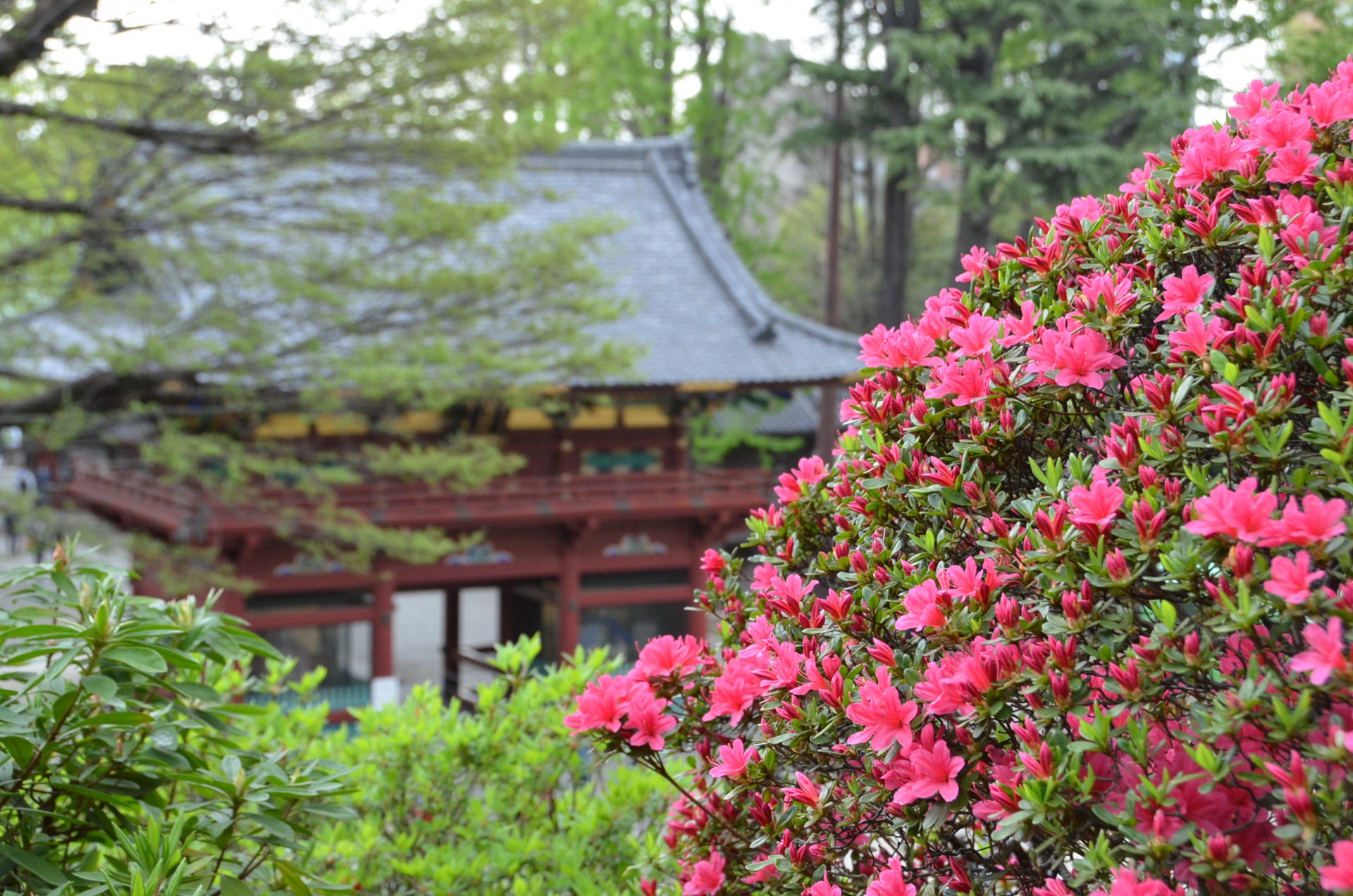 文京つつじまつり７