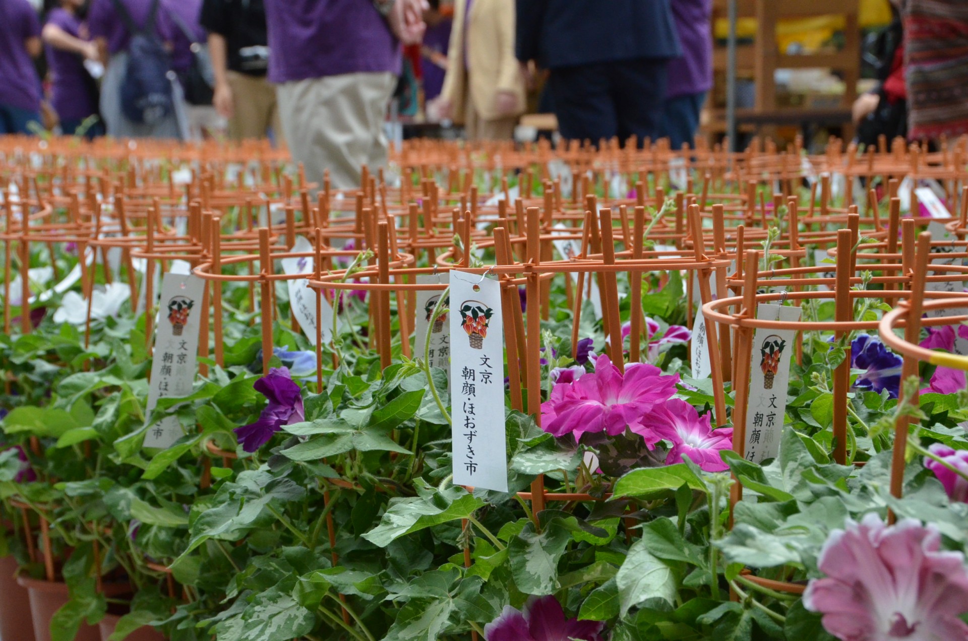 文京朝顔・ほおずき市１８