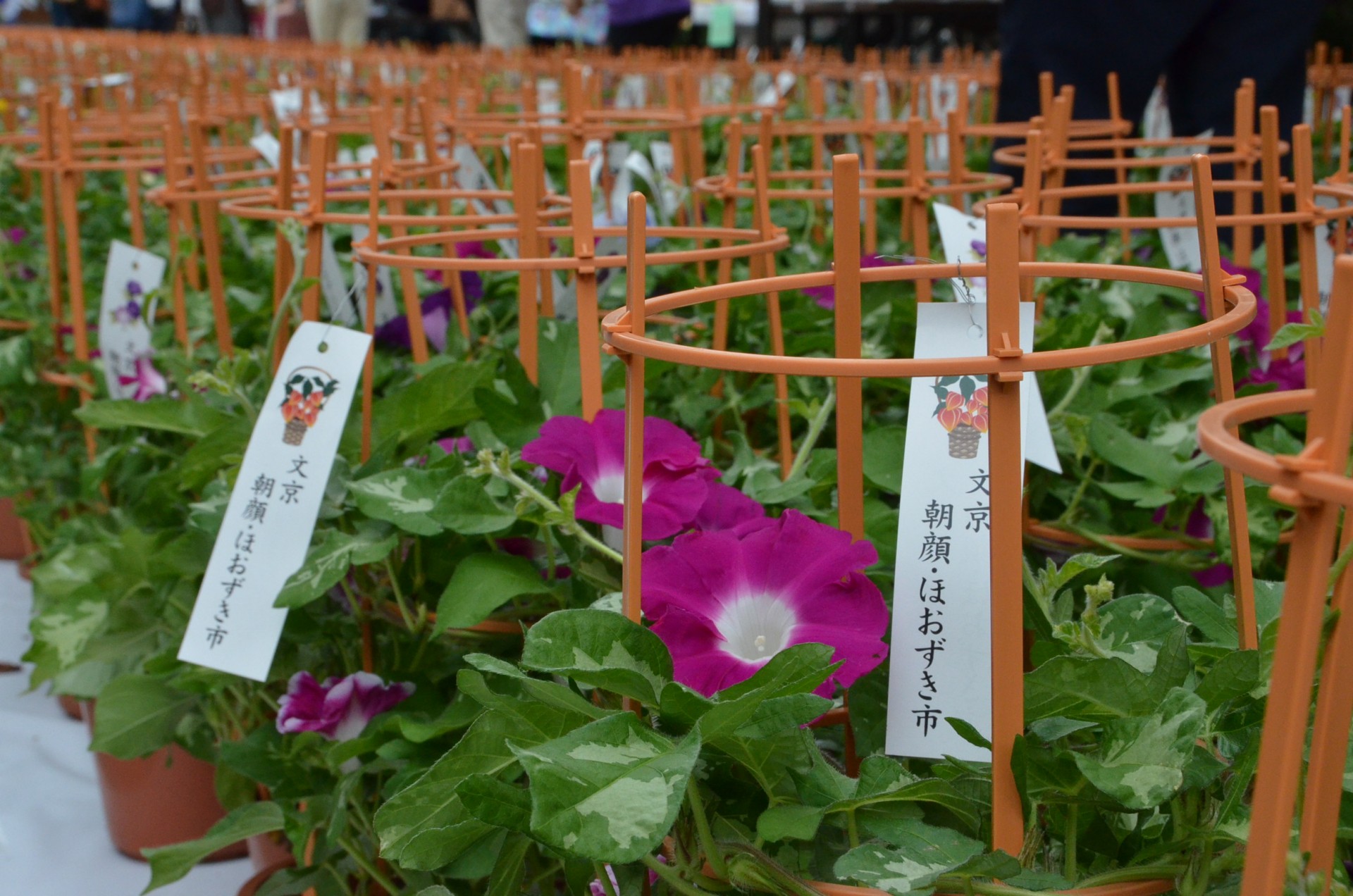 文京朝顔・ほおずき市１６