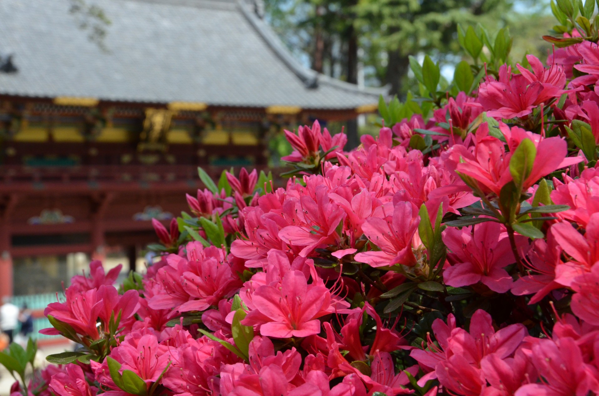 文京つつじまつり９