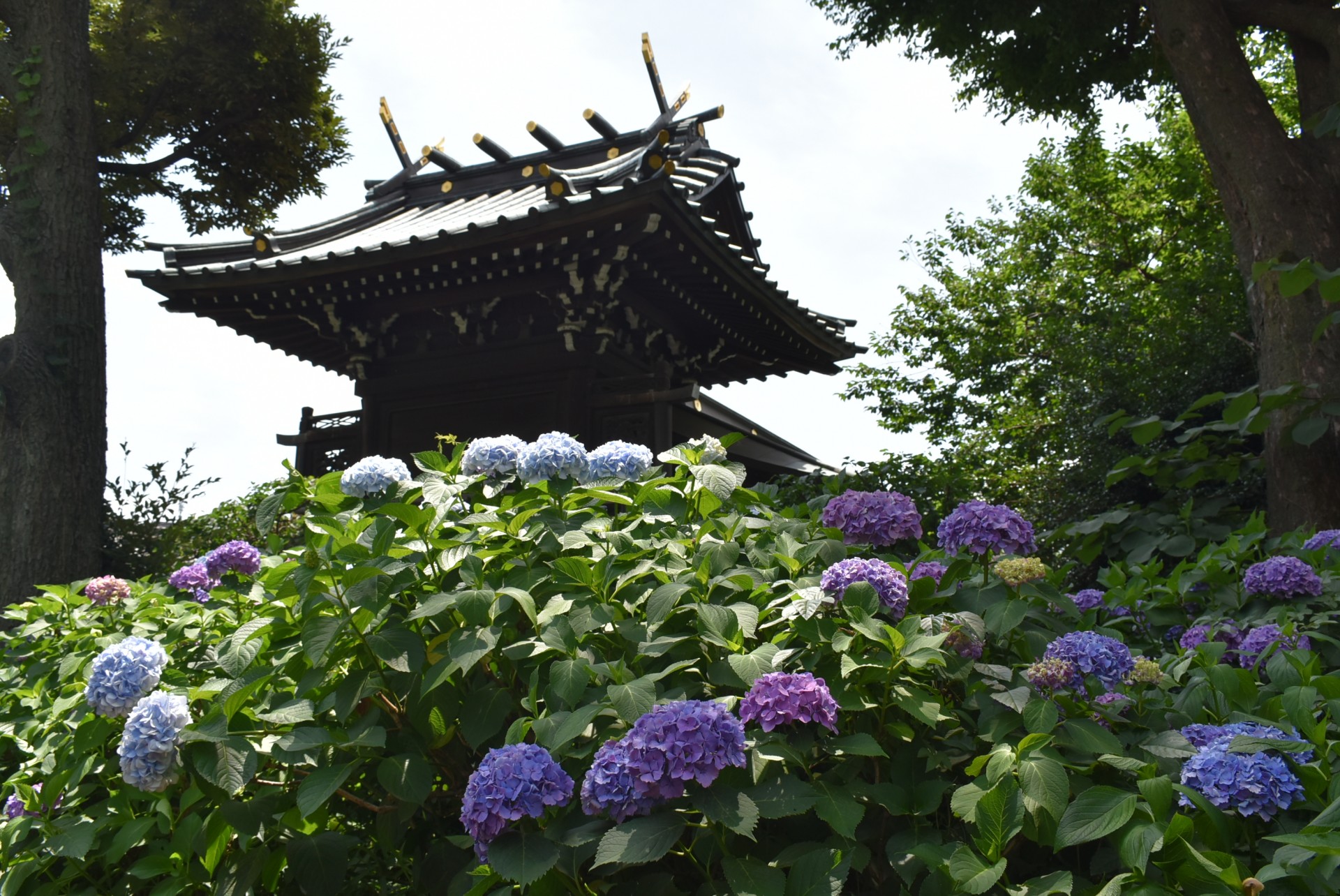 文京あじさいまつり１４