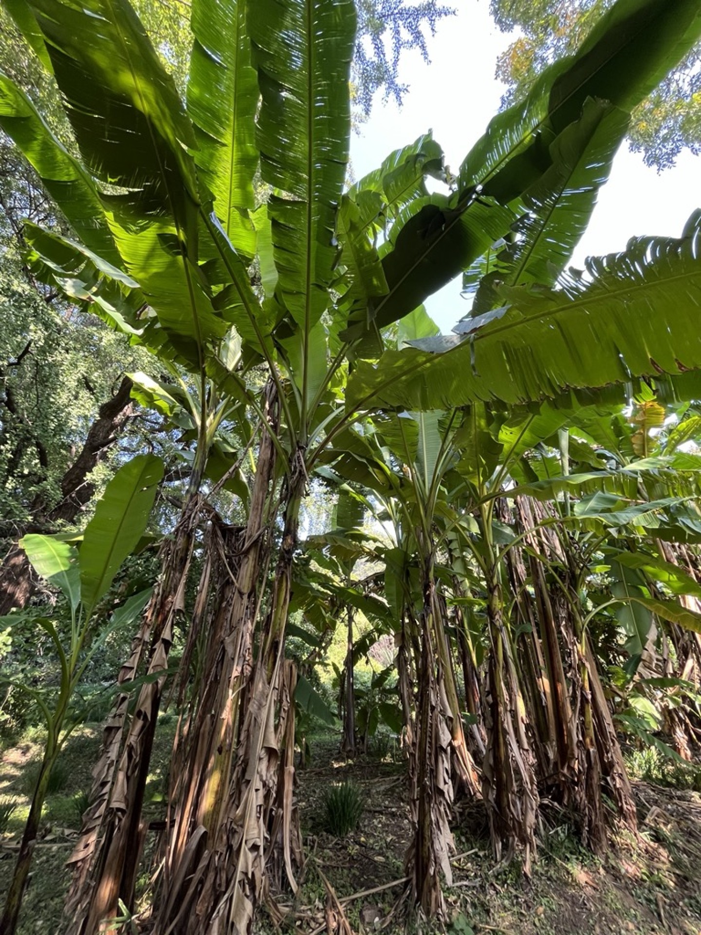 小石川植物園７