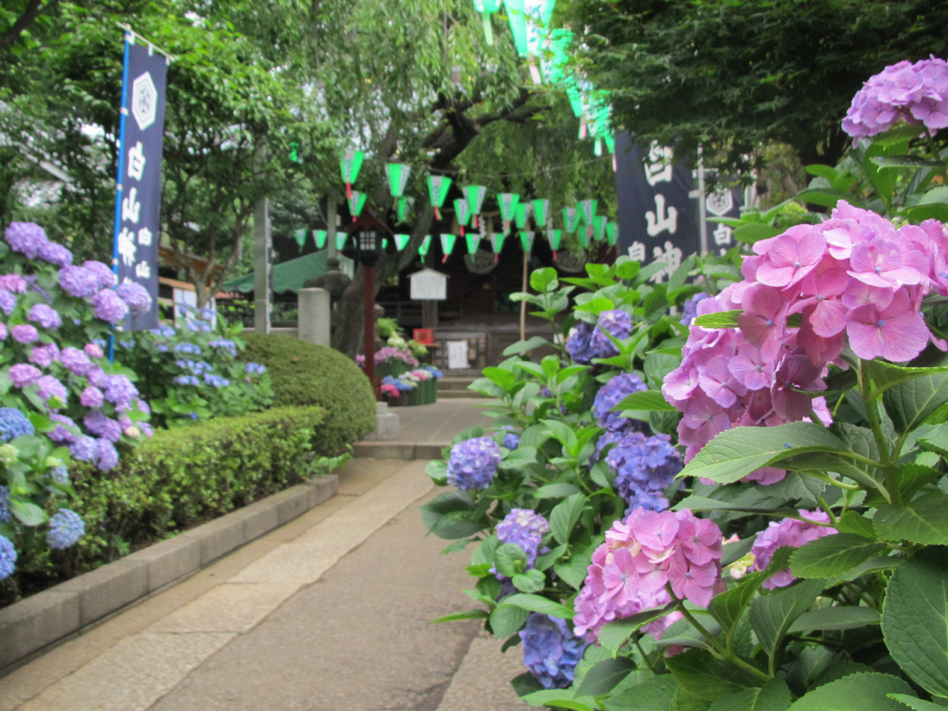 文京あじさいまつり①