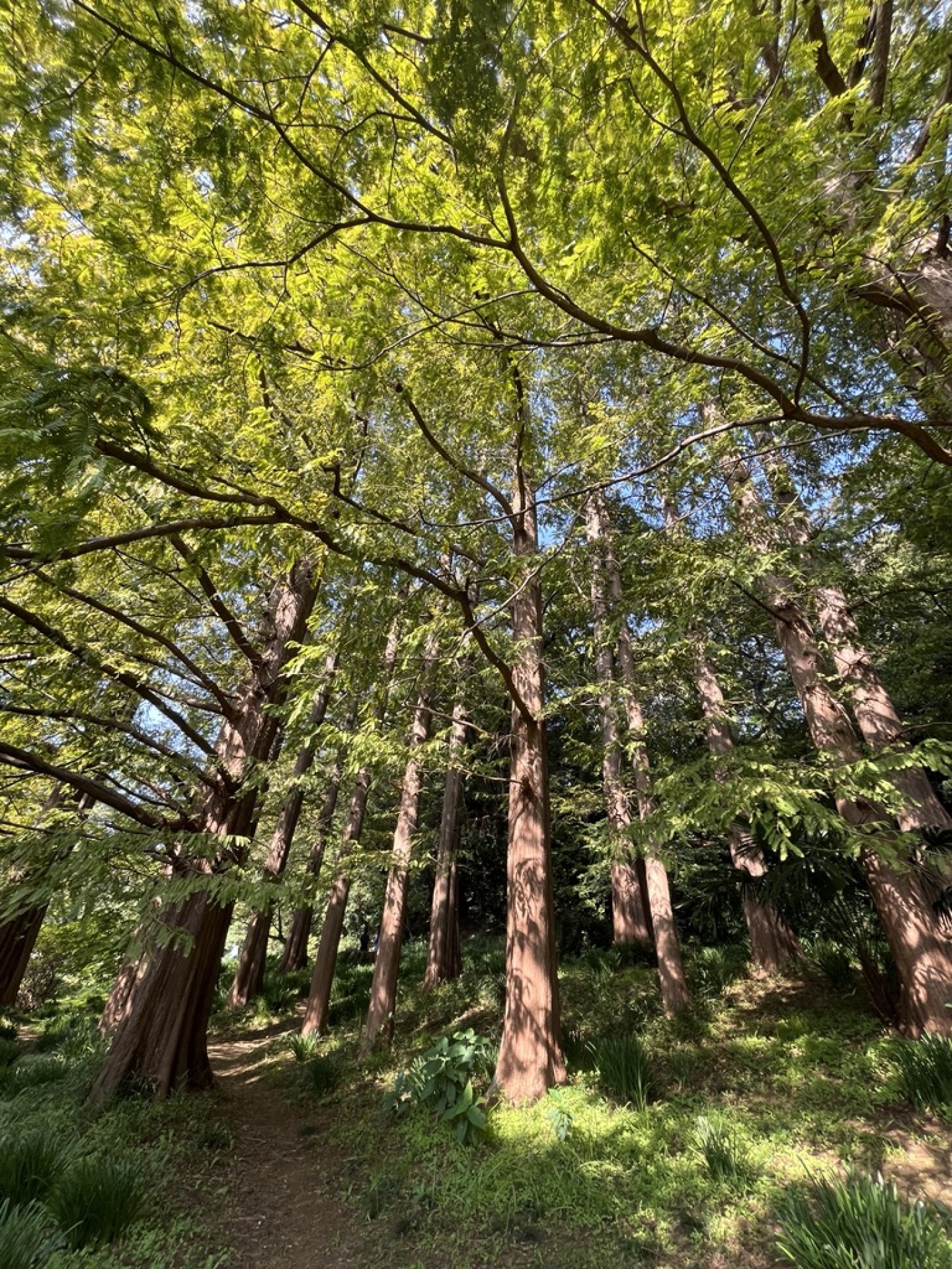 小石川植物園６