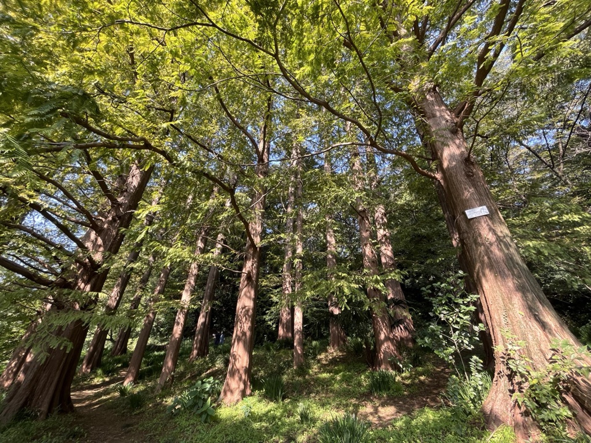 小石川植物園５