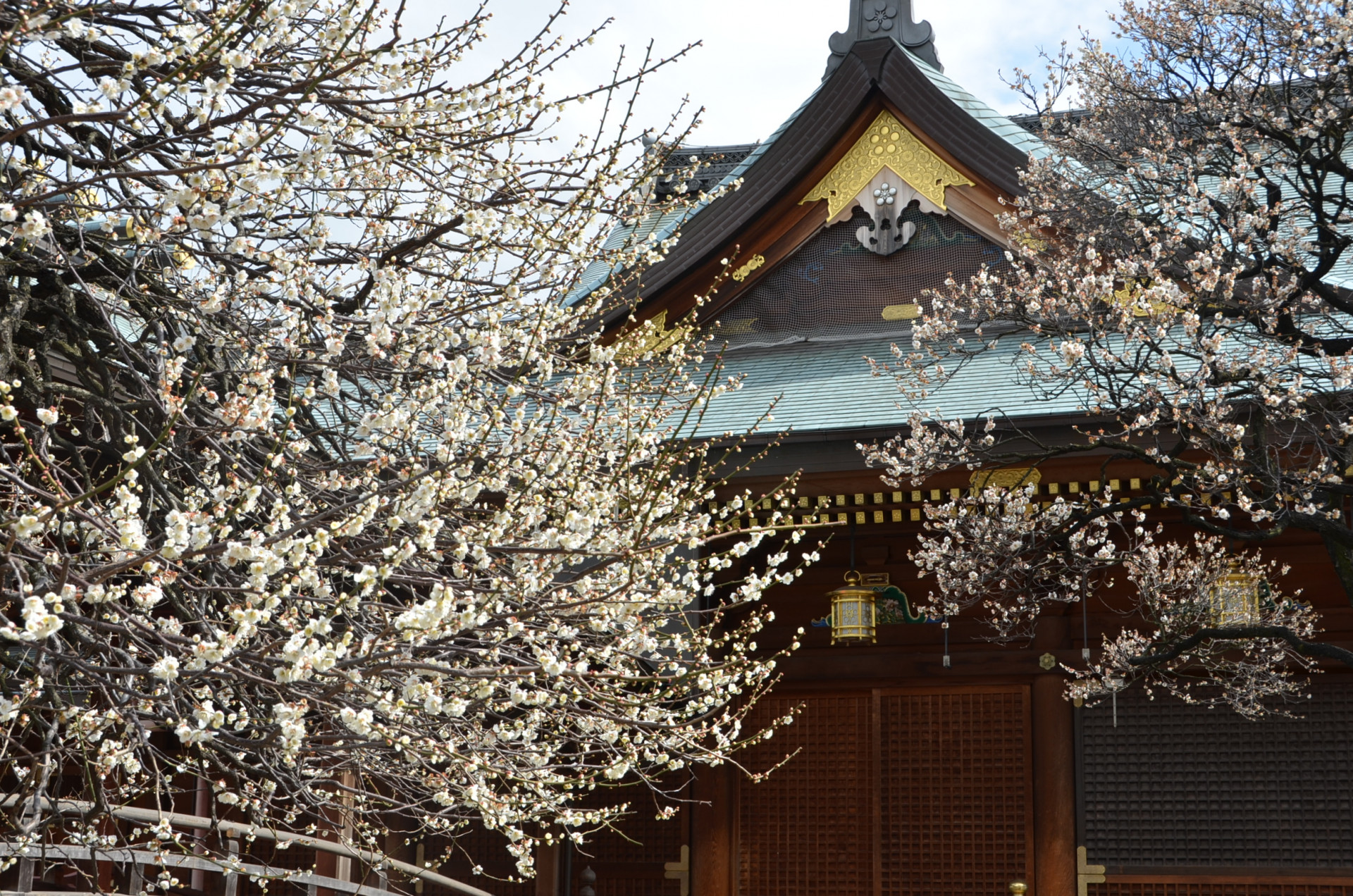 文京梅まつり④