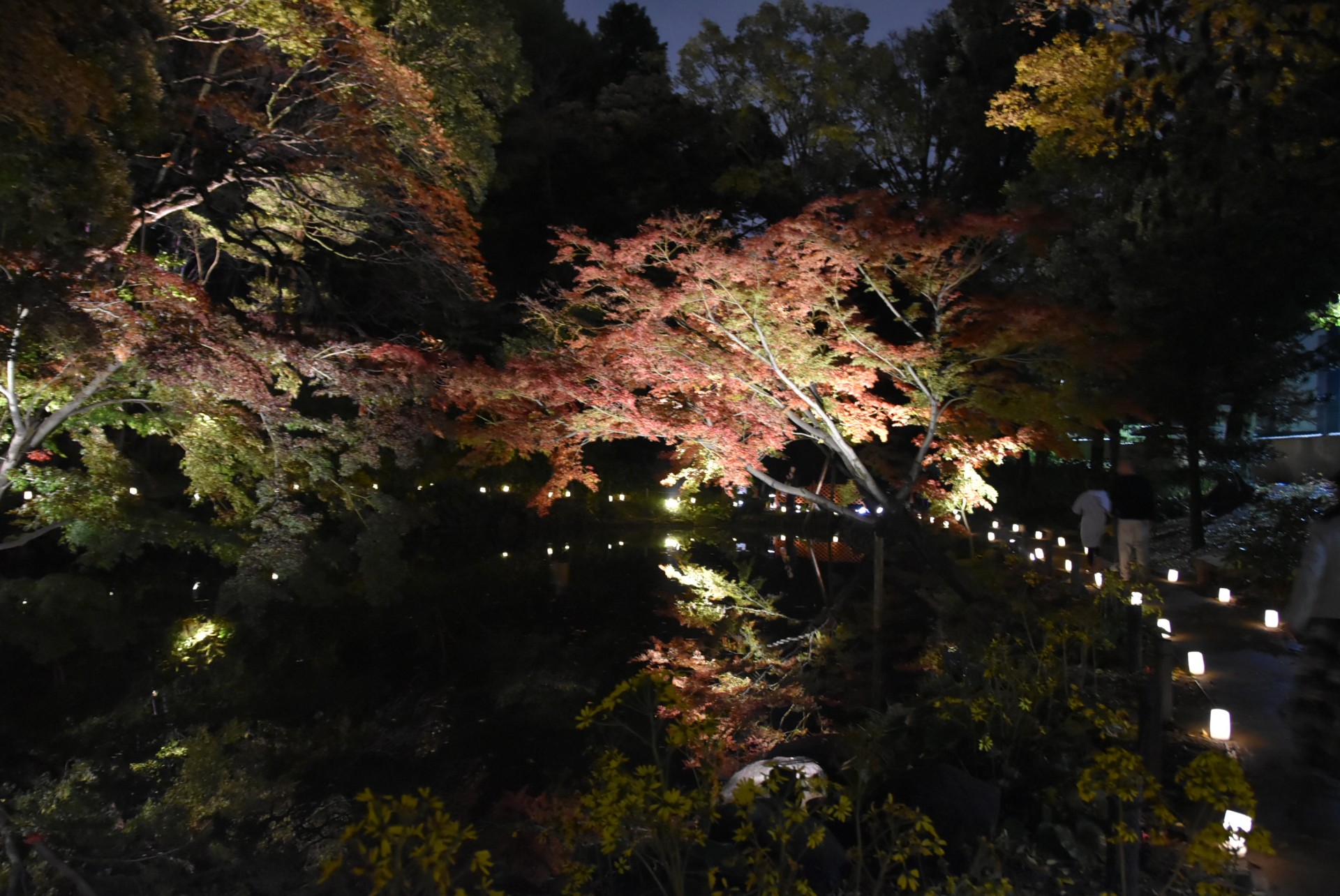 肥後細川庭園ひごあかり３