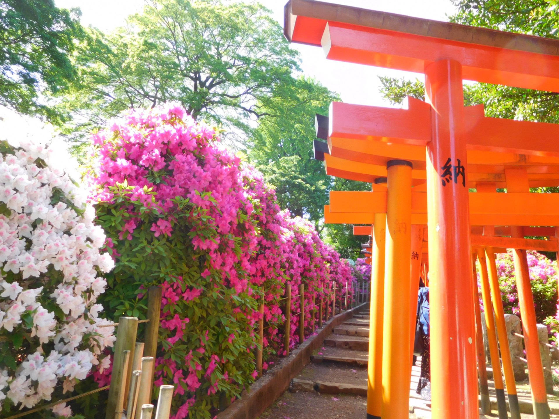 文京つつじまつり③