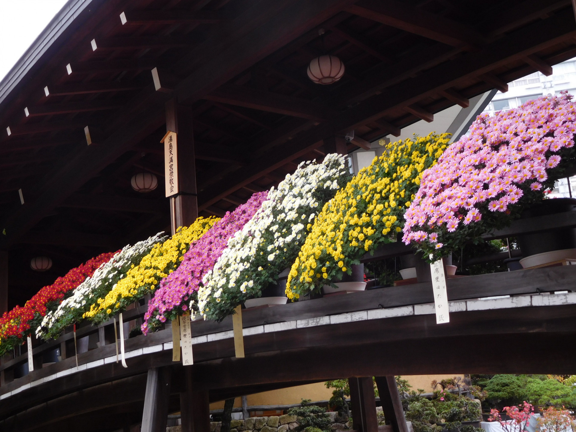 文京菊まつり②