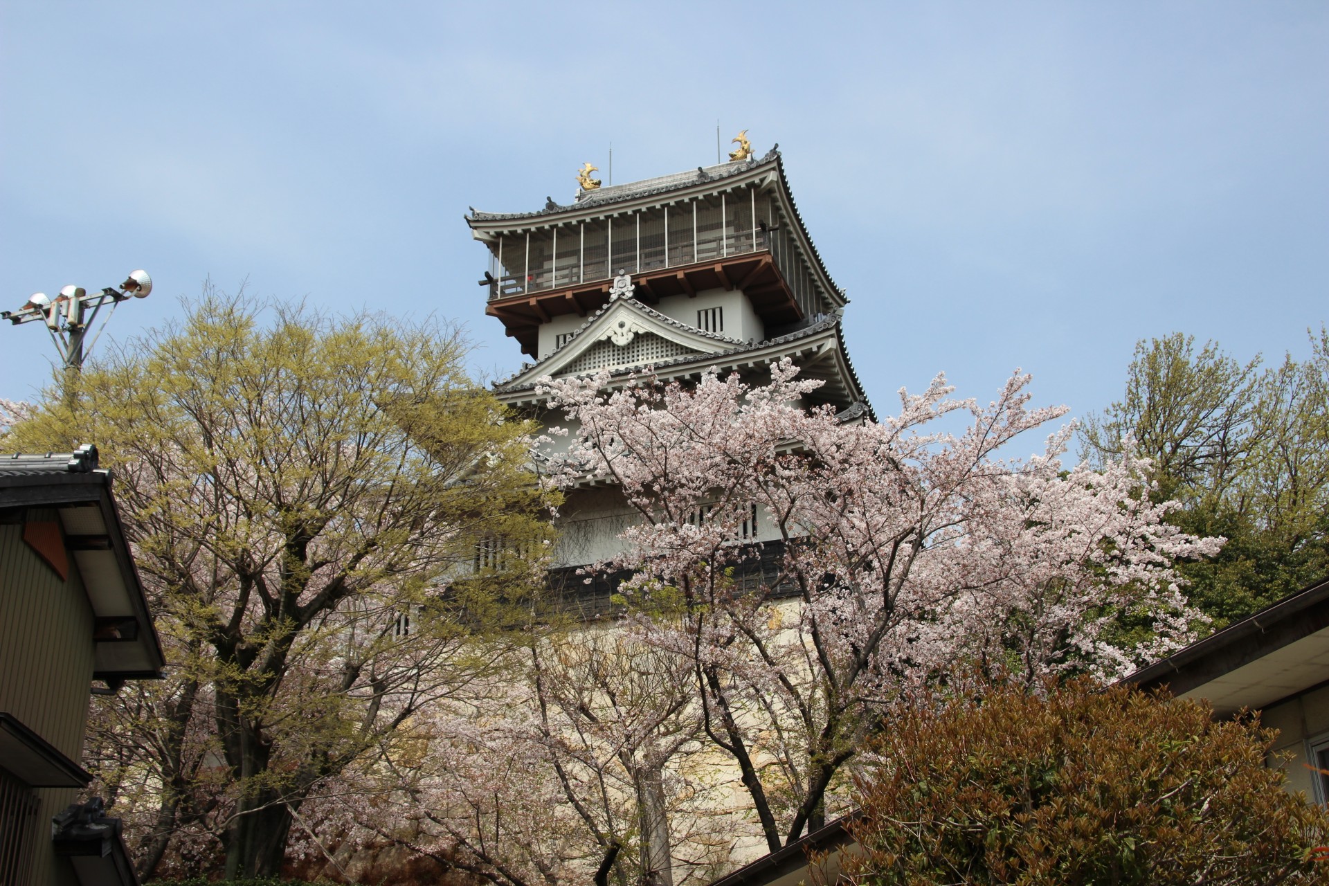 岩崎城と桜（３）