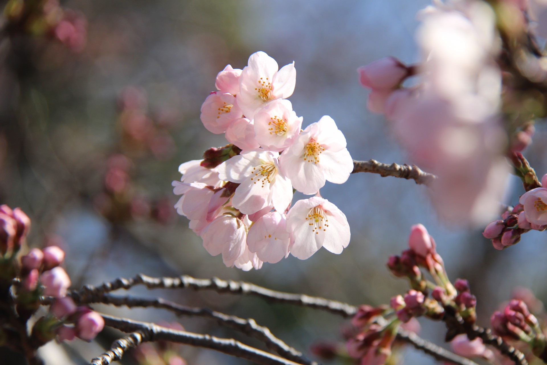 岩崎城と桜（１）