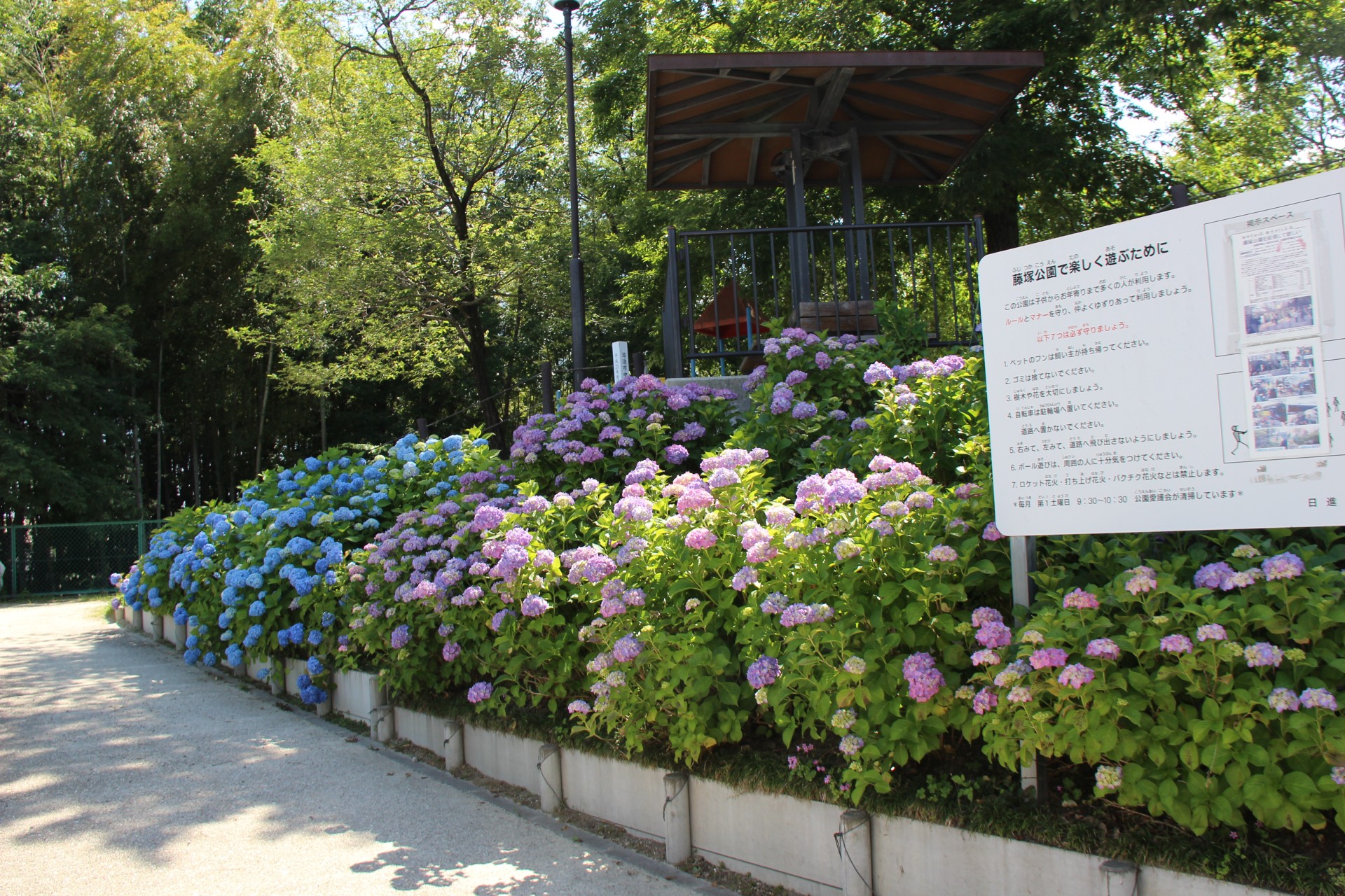 日進市の花　あじさい（３）