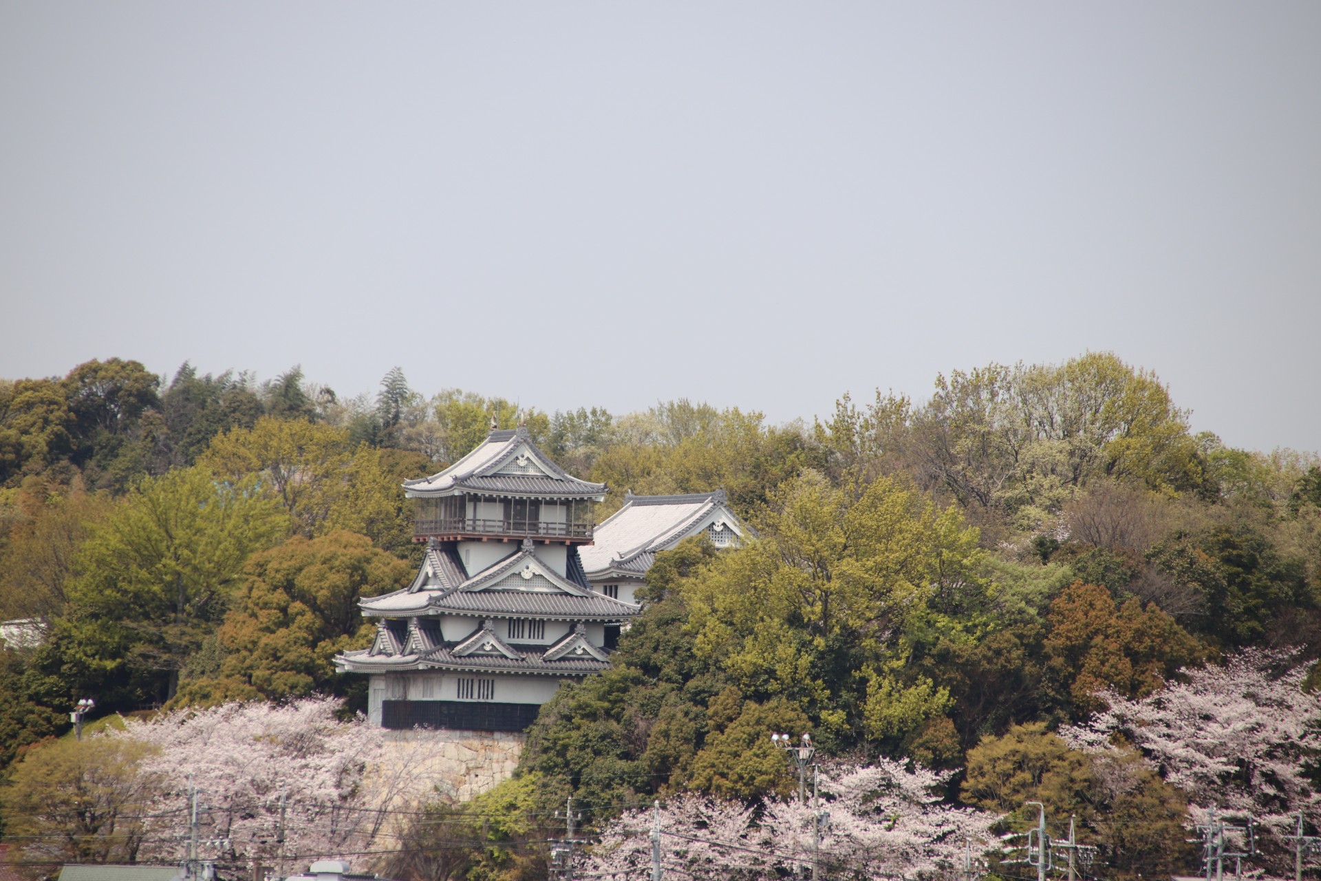 岩崎城と桜（５）