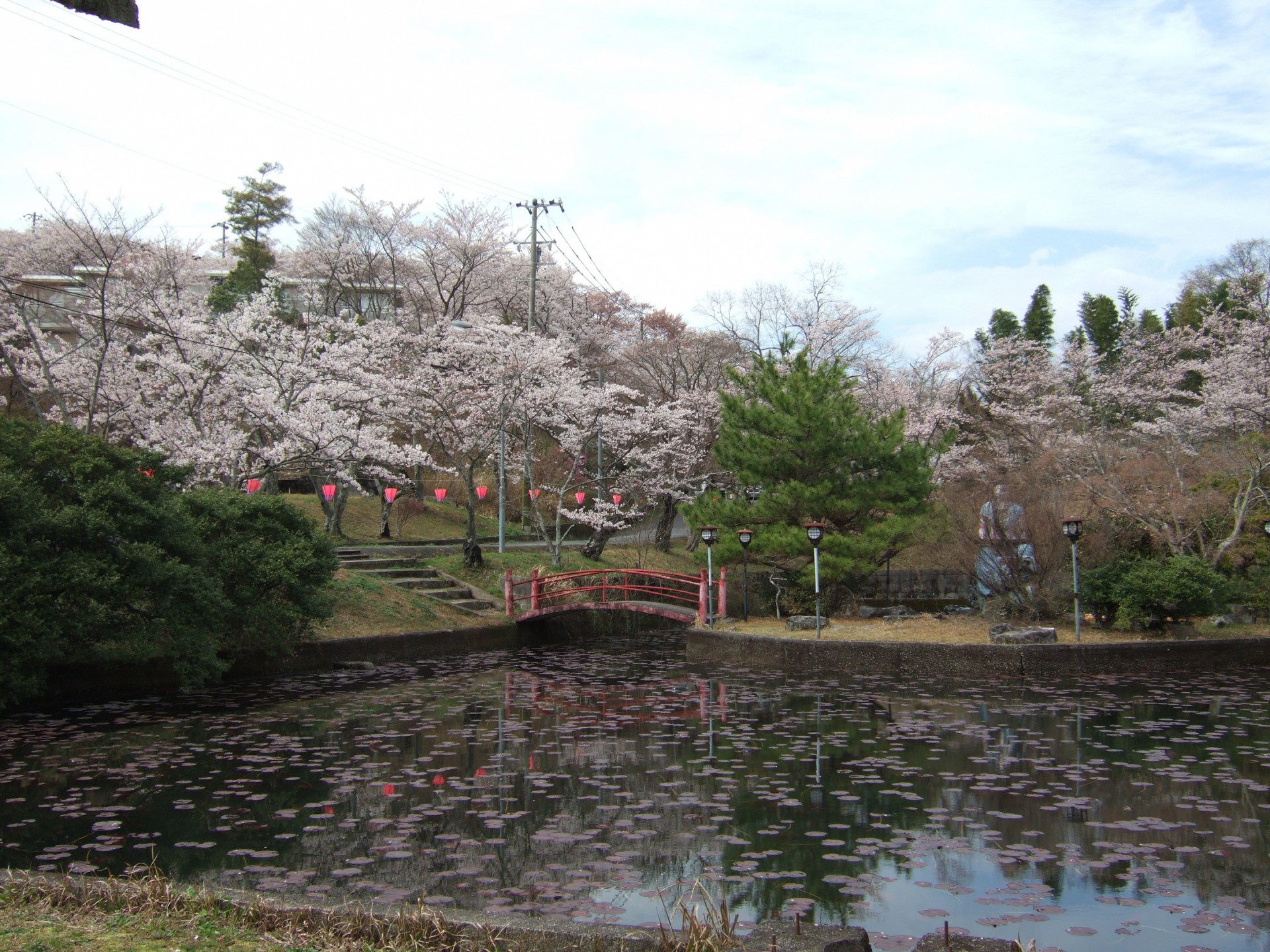 （日進市）五色園　桜３