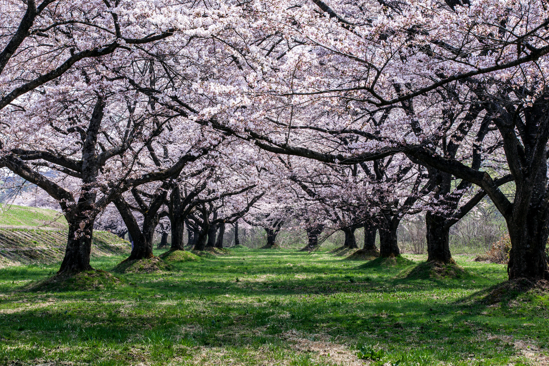 雫石川園地の桜並木