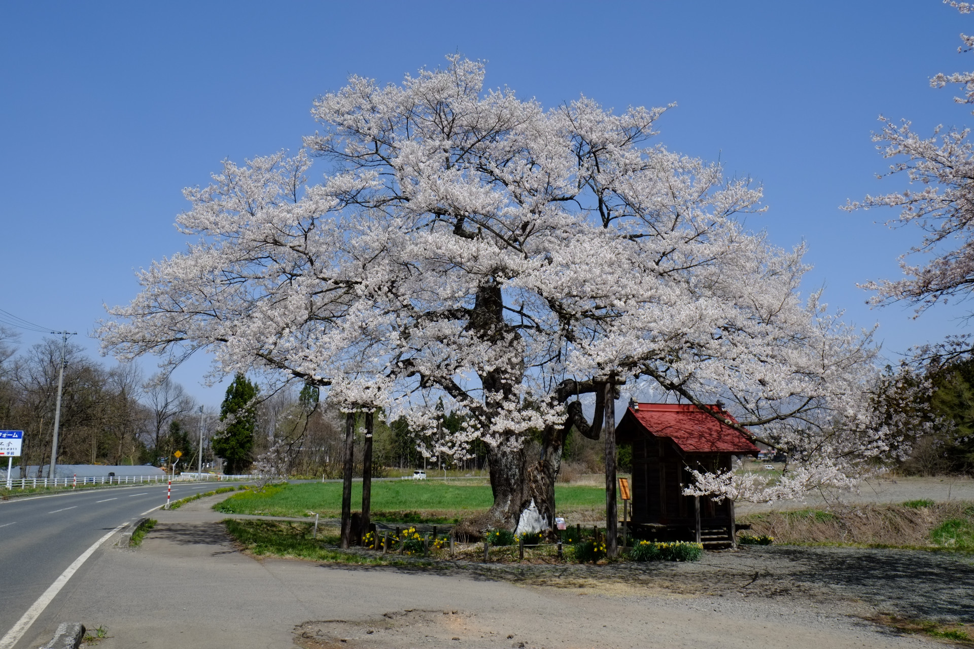 長山街道の弘法桜