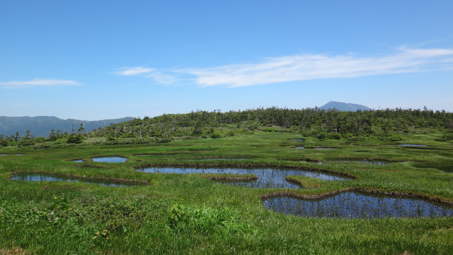 千沼ヶ原湿原