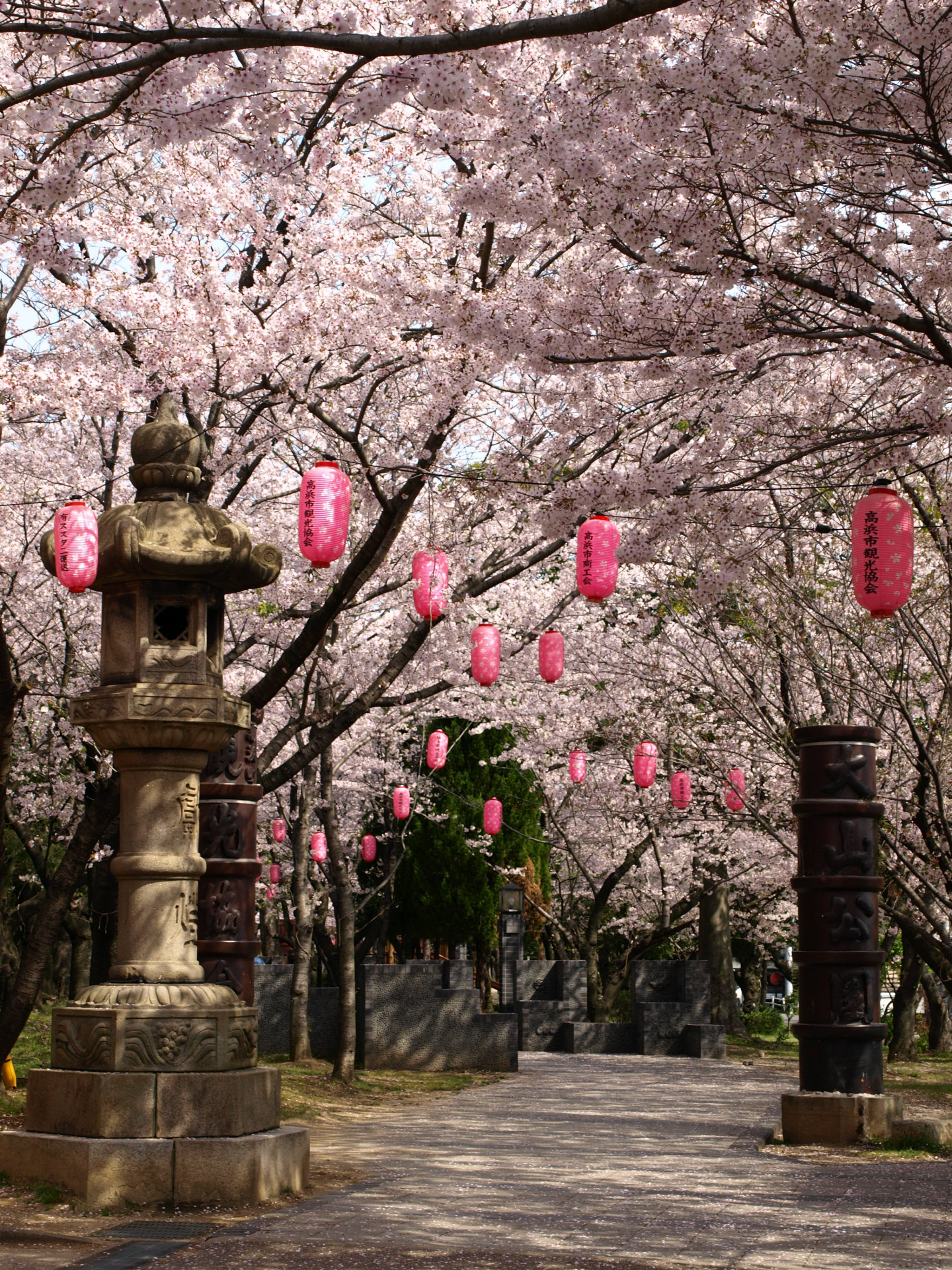 大山緑地千本桜