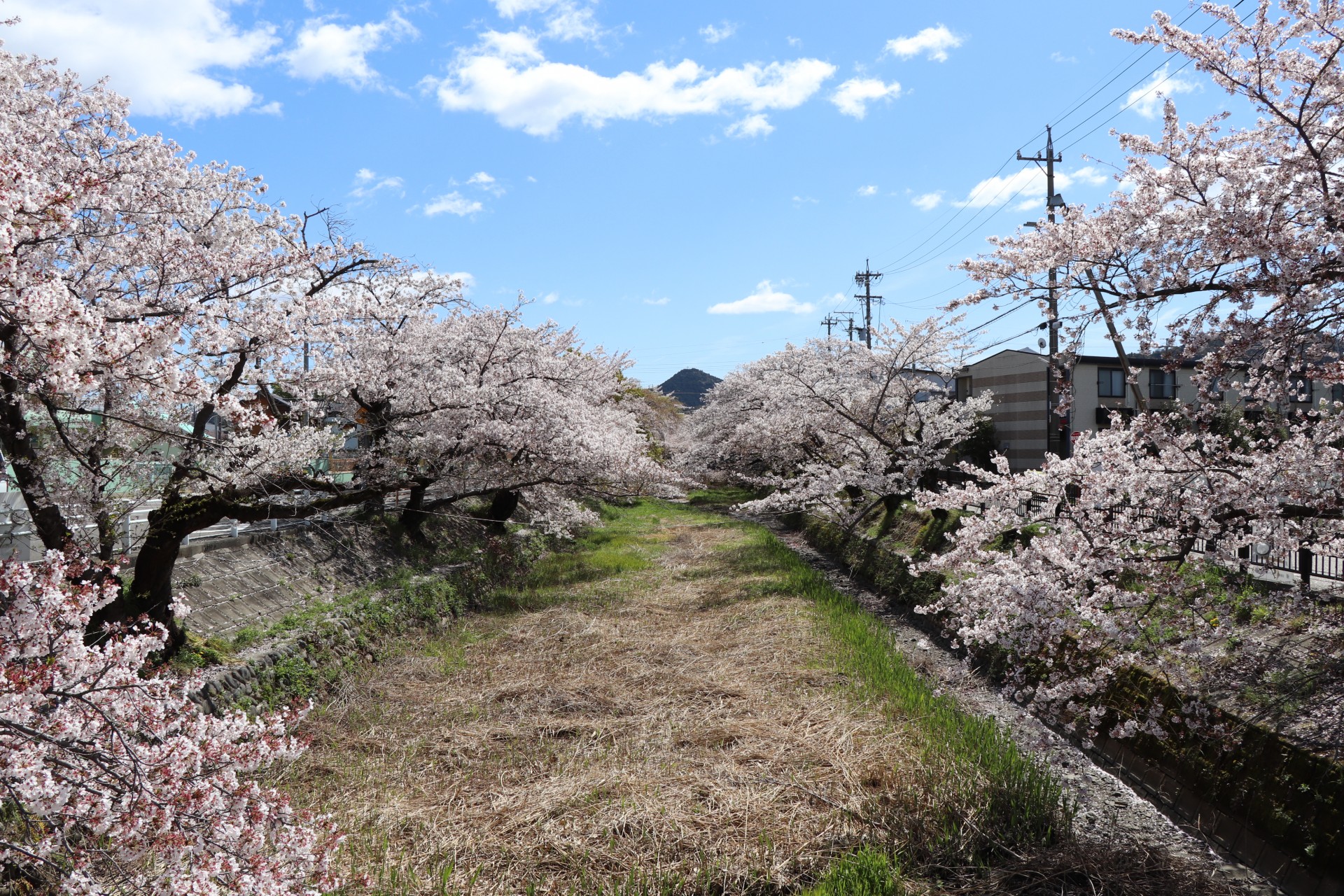 五条川の桜と尾張冨士