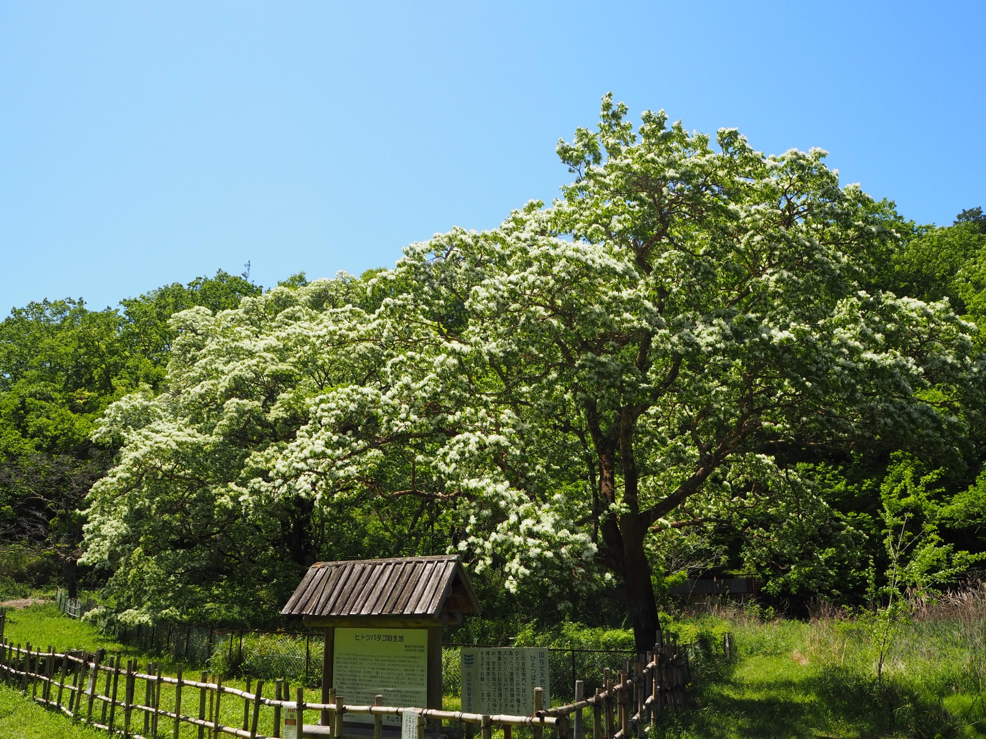 ヒトツバタゴ自生地全景