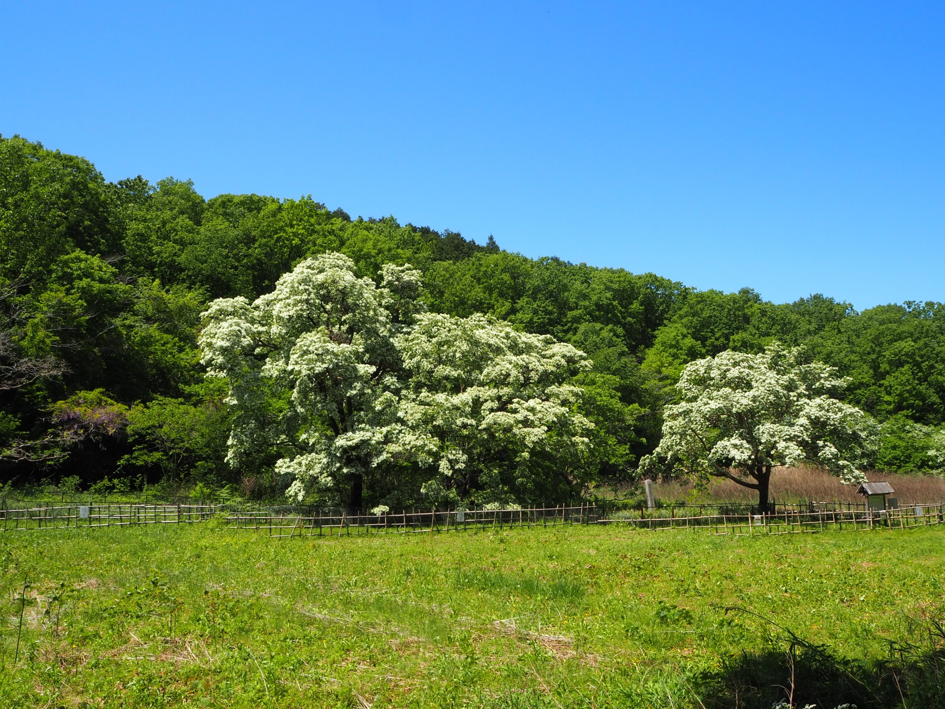 ヒトツバタゴ自生地全景