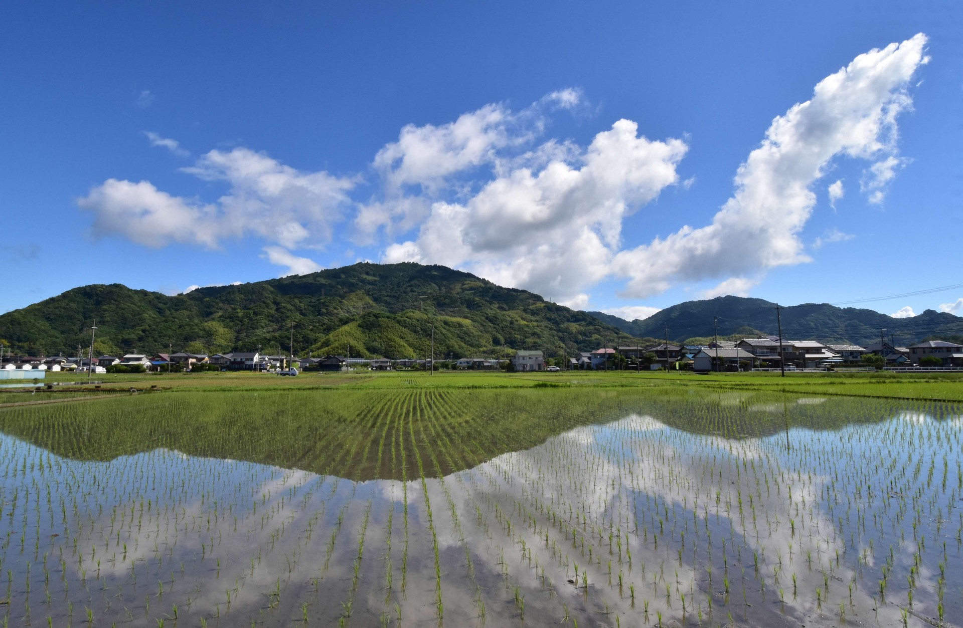 高草山を映す早苗田（中里）（2024年版焼津カレンダー6月）