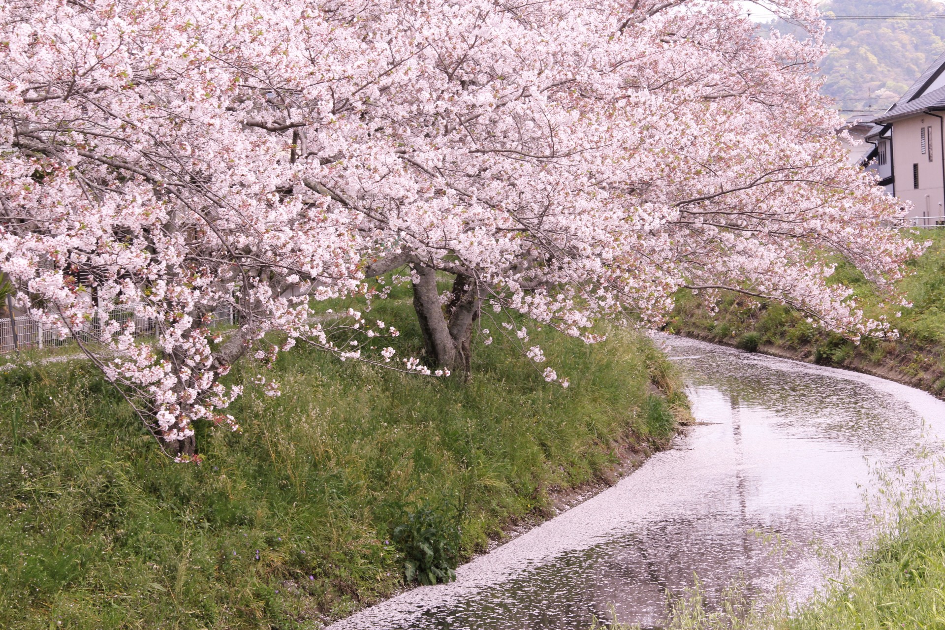 高草川沿いの桜