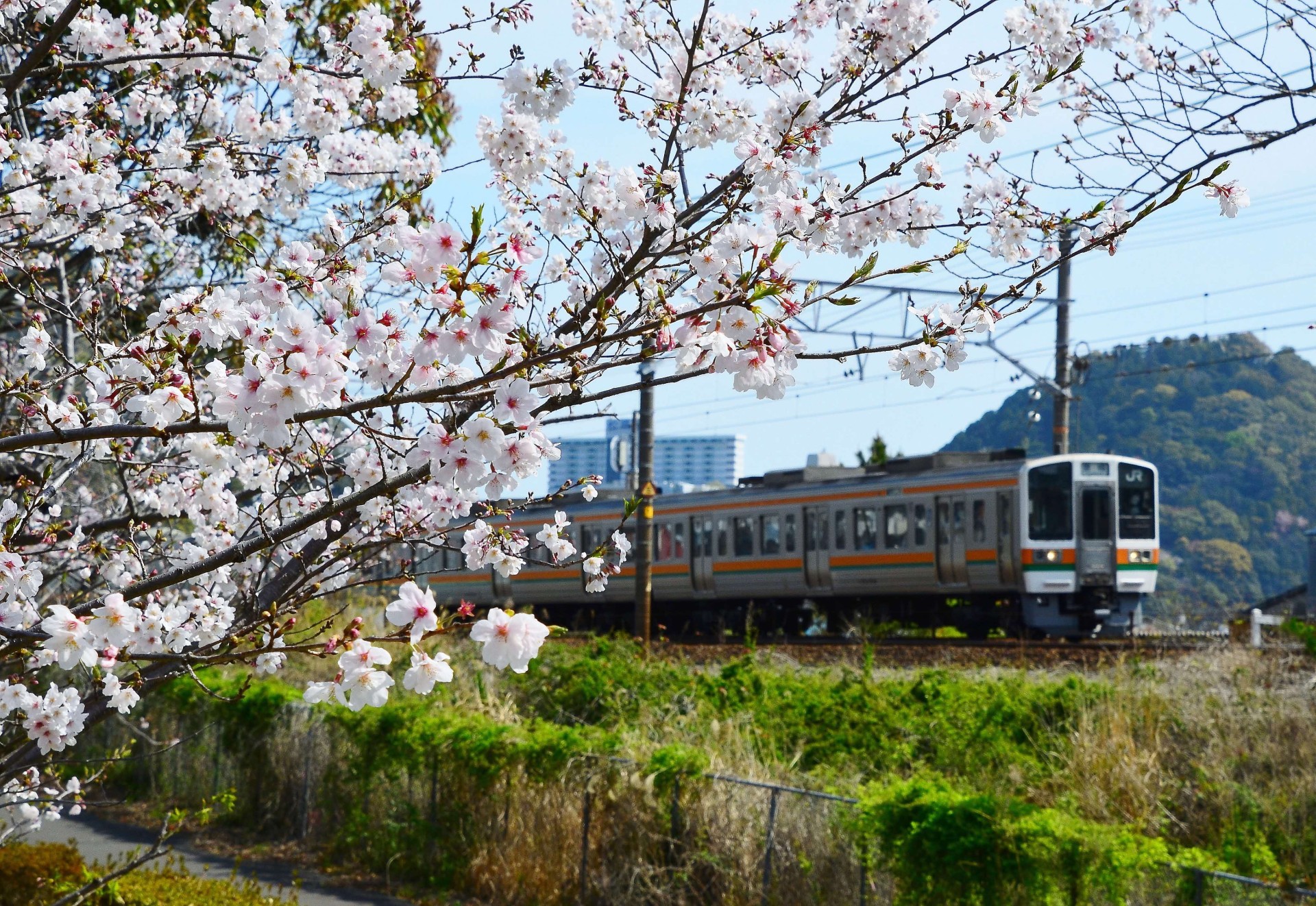 中公園より（駅北）（2024年版焼津カレンダー4月）