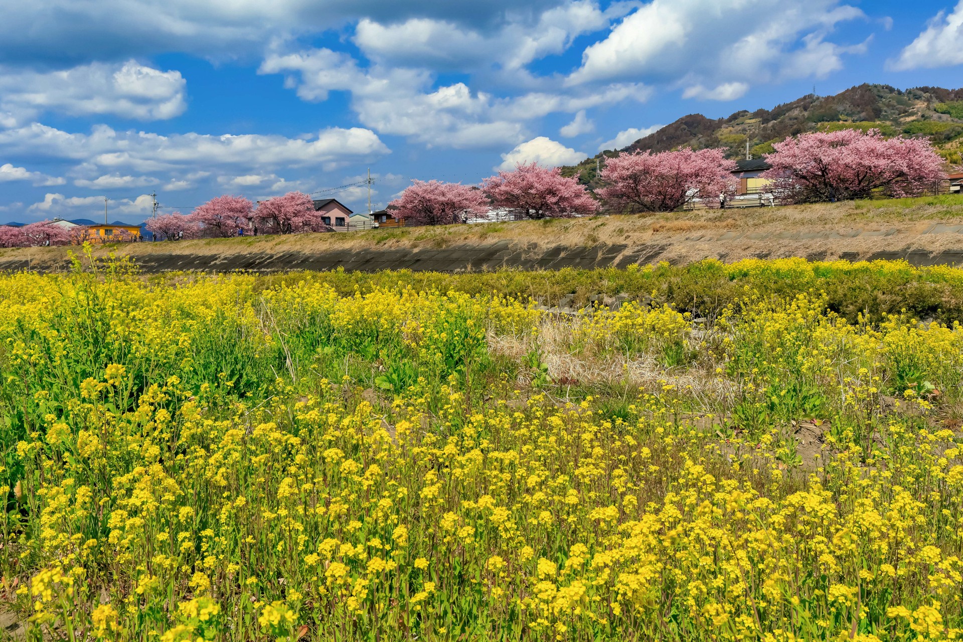 朝比奈川の山の手さくらと菜の花（2024年版焼津カレンダー3月）
