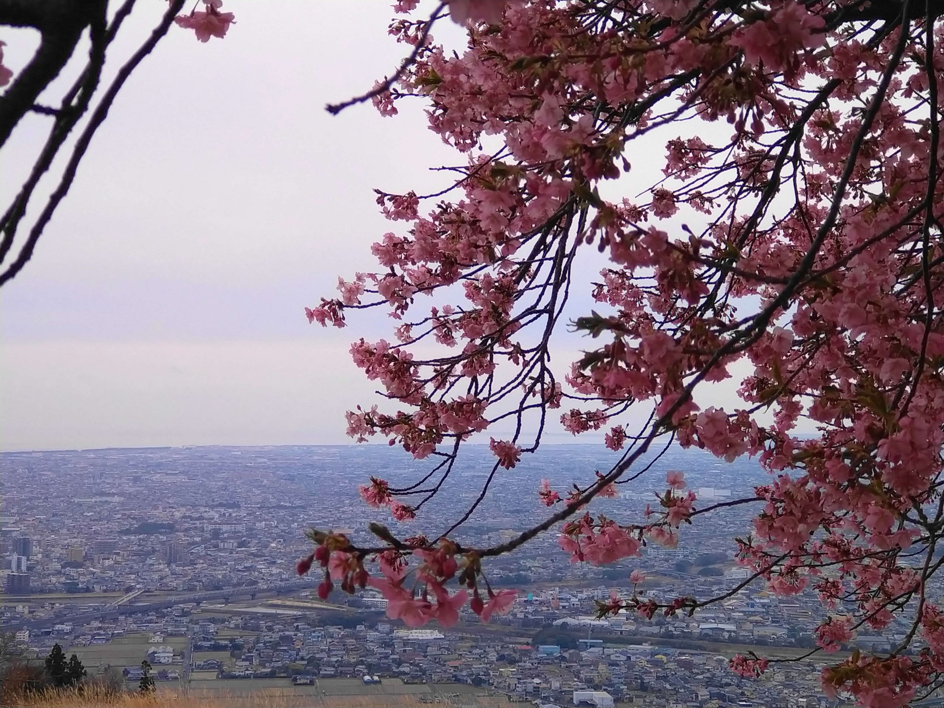 笛吹段公園の早咲き桜（2023年版焼津カレンダー3月）