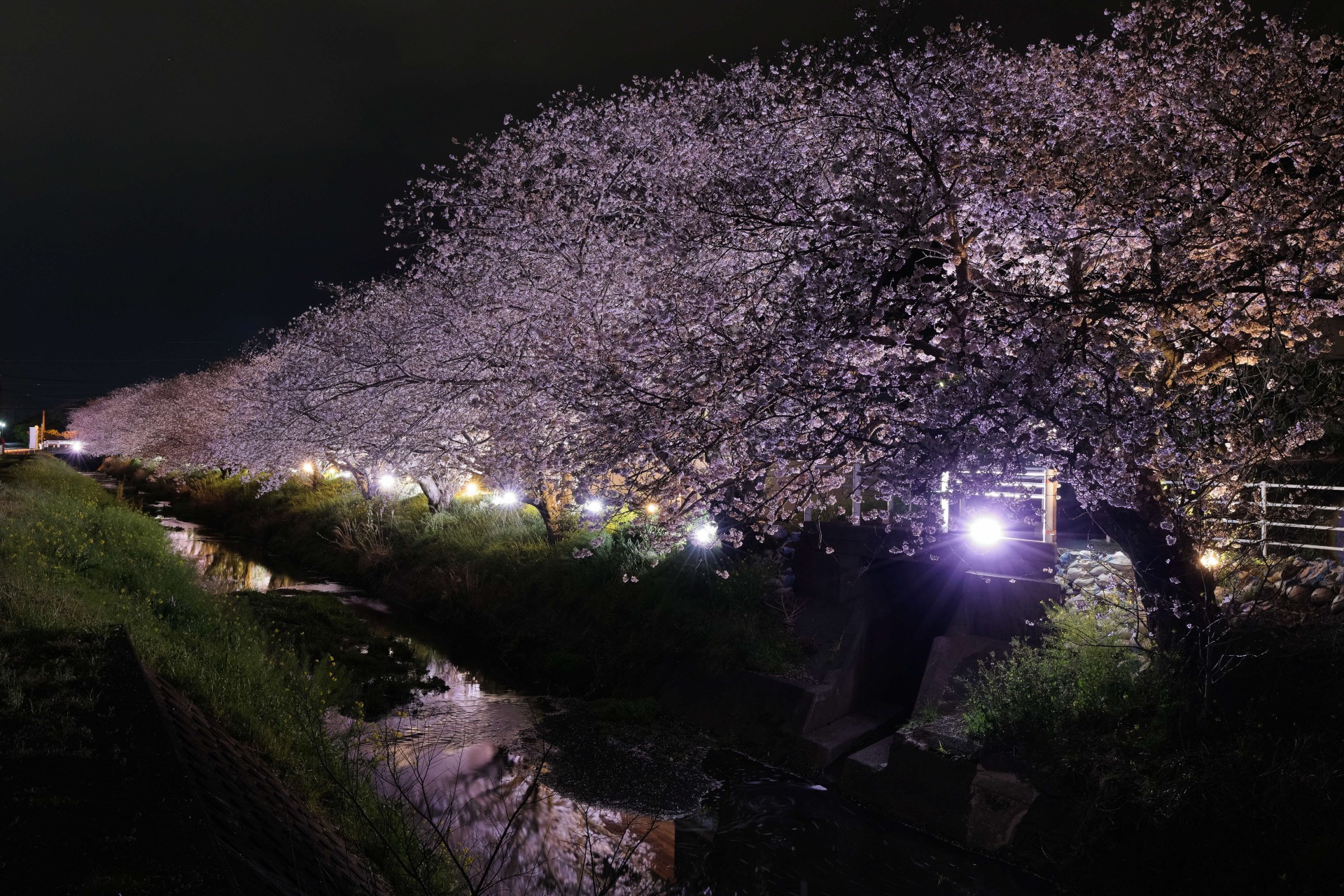 高草川の夜桜（2023年版焼津カレンダー4月）