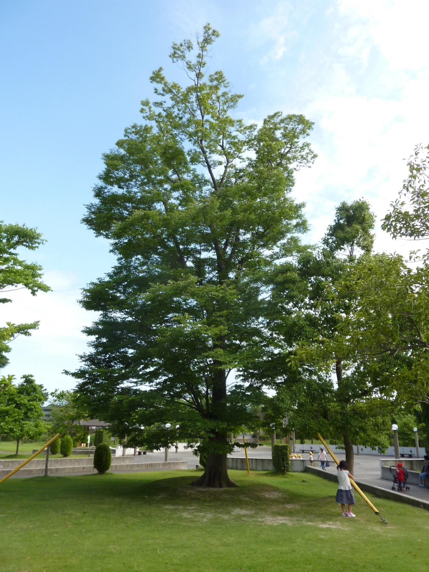 福祉公園ケヤキ1