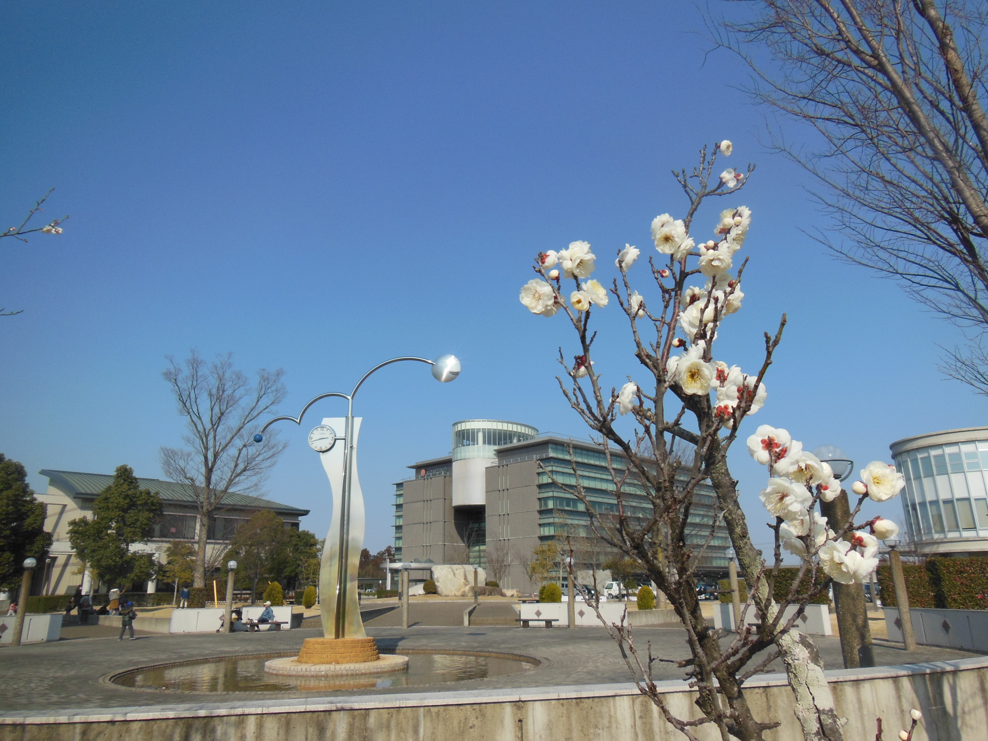 福祉公園梅1