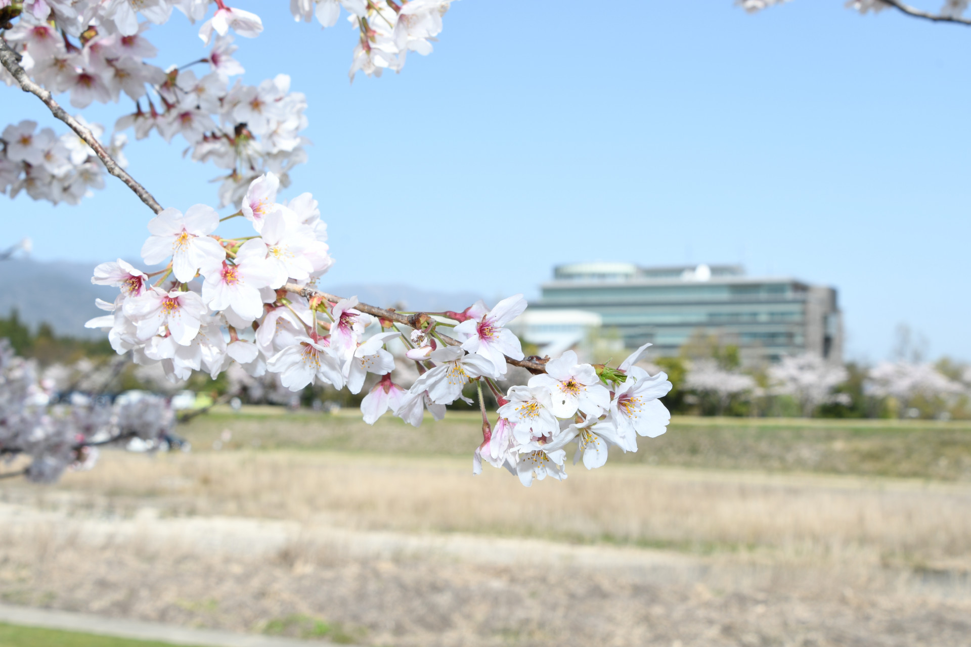 20210331_三滝川桜 (5)