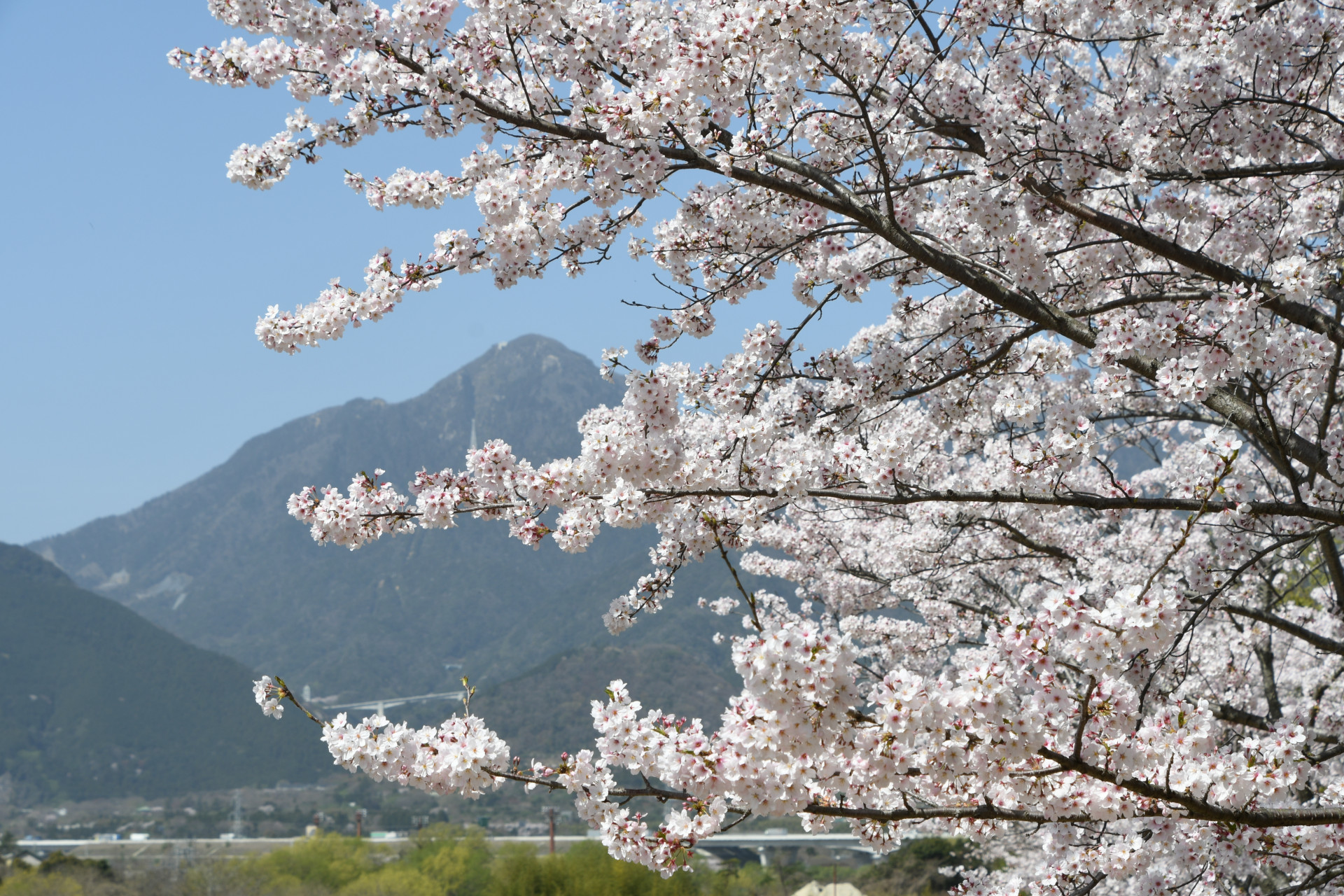 20210331_三滝川桜 (3)