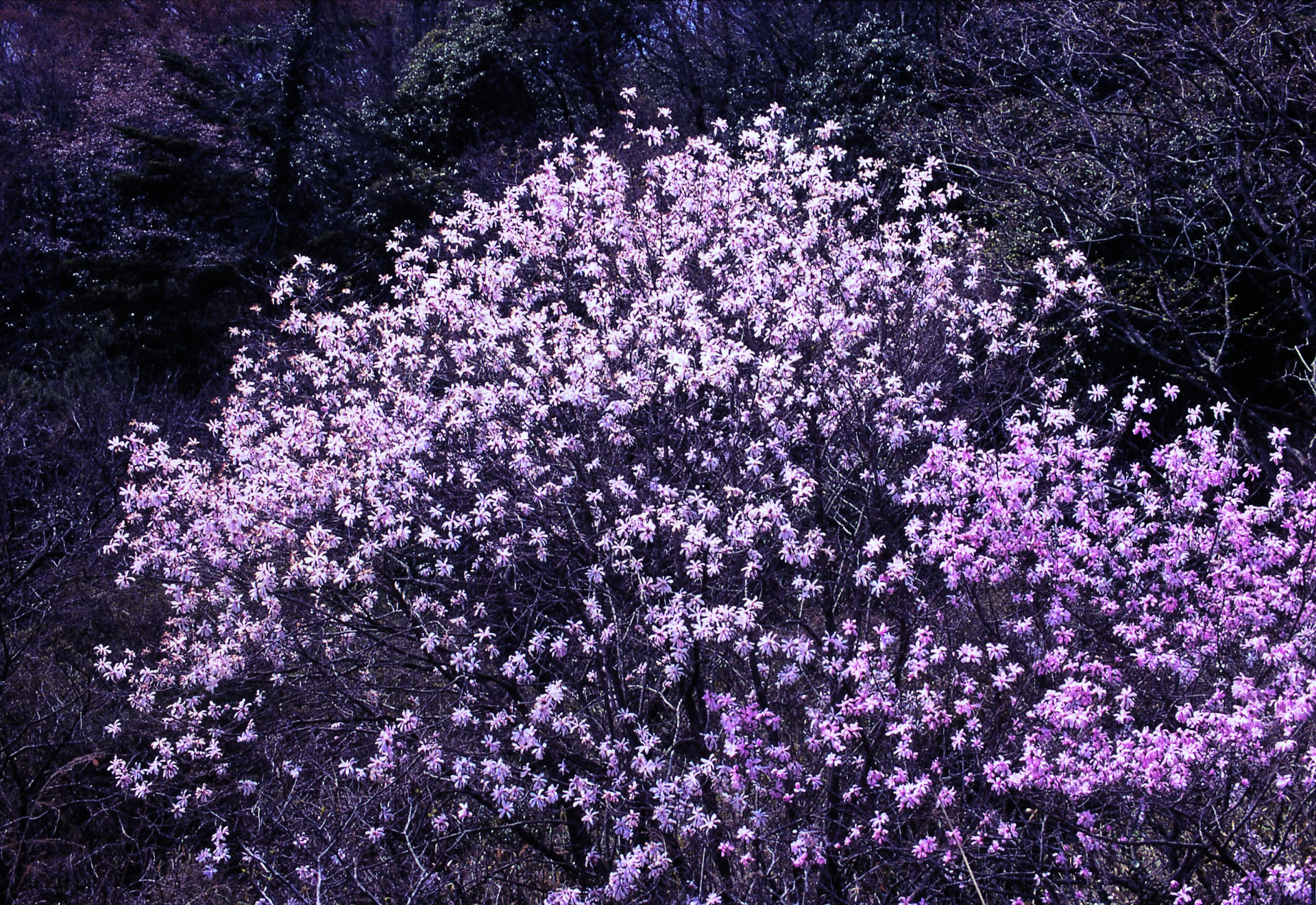 田光シデコブシ1