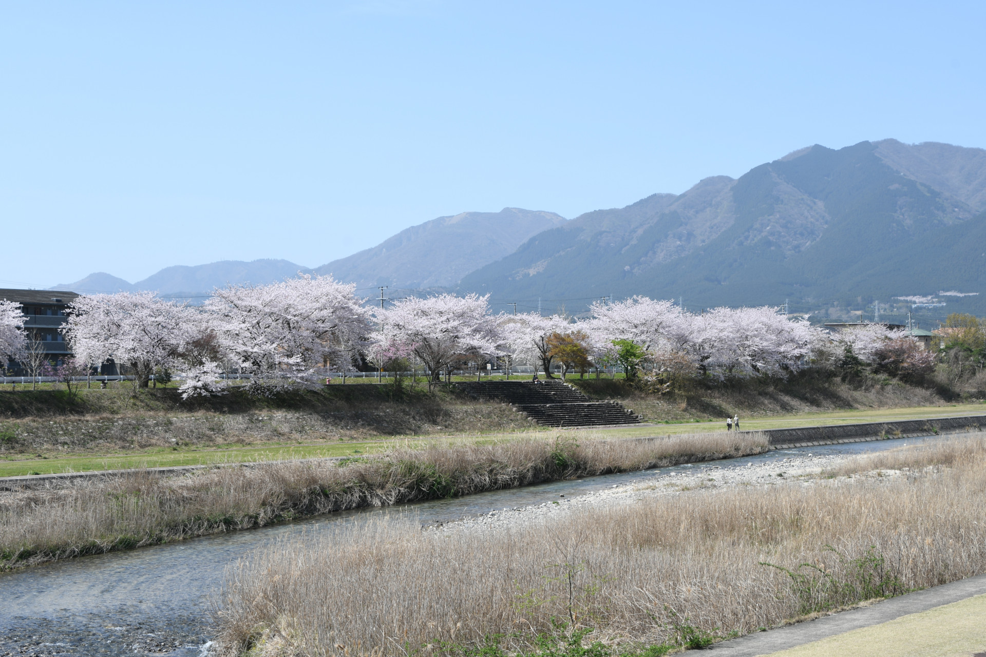 20210331_三滝川桜 (2)