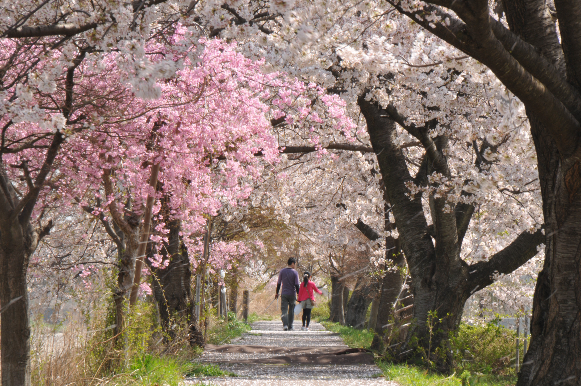 春三滝川桜1