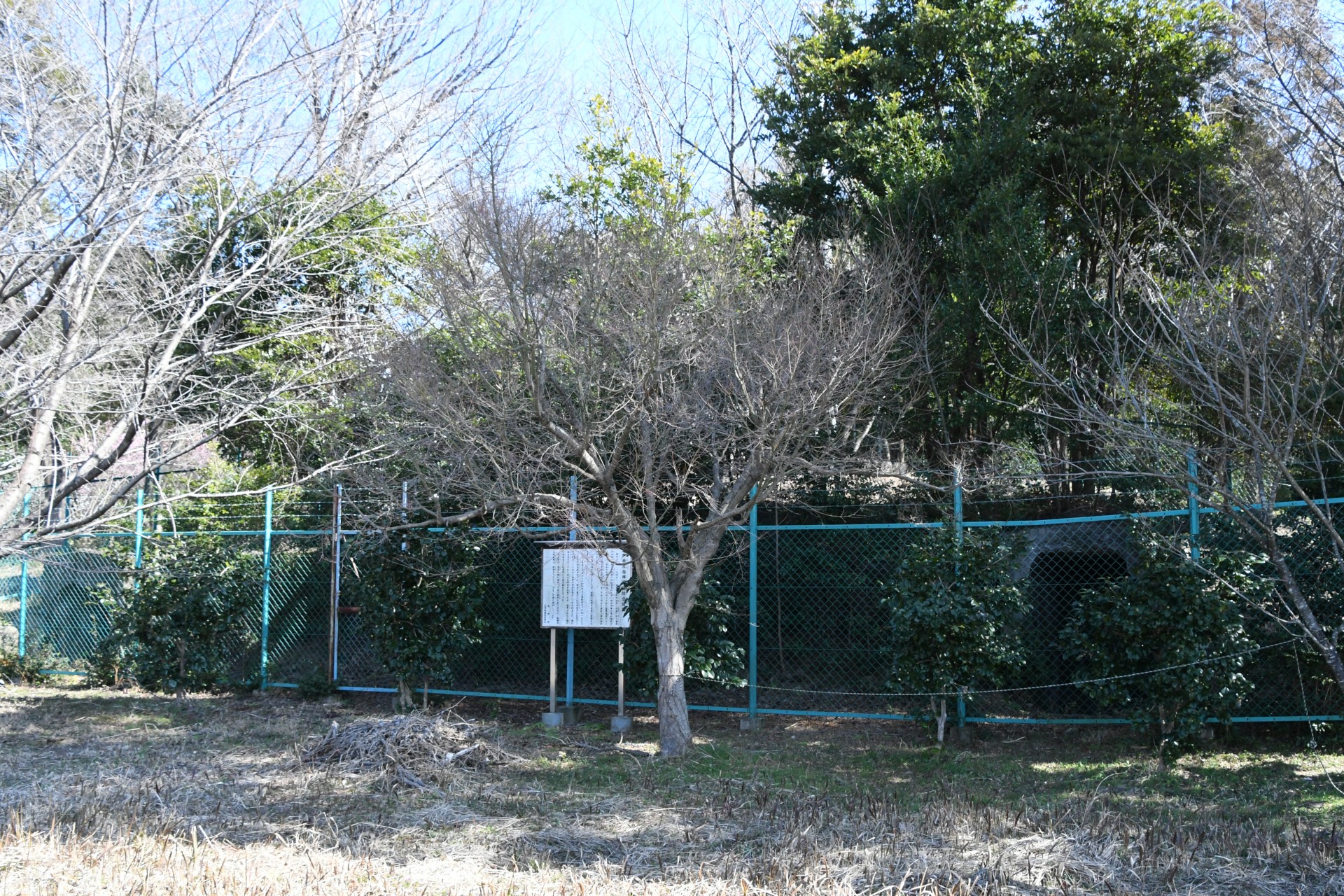 20240213_永井前野記念公園 (8)