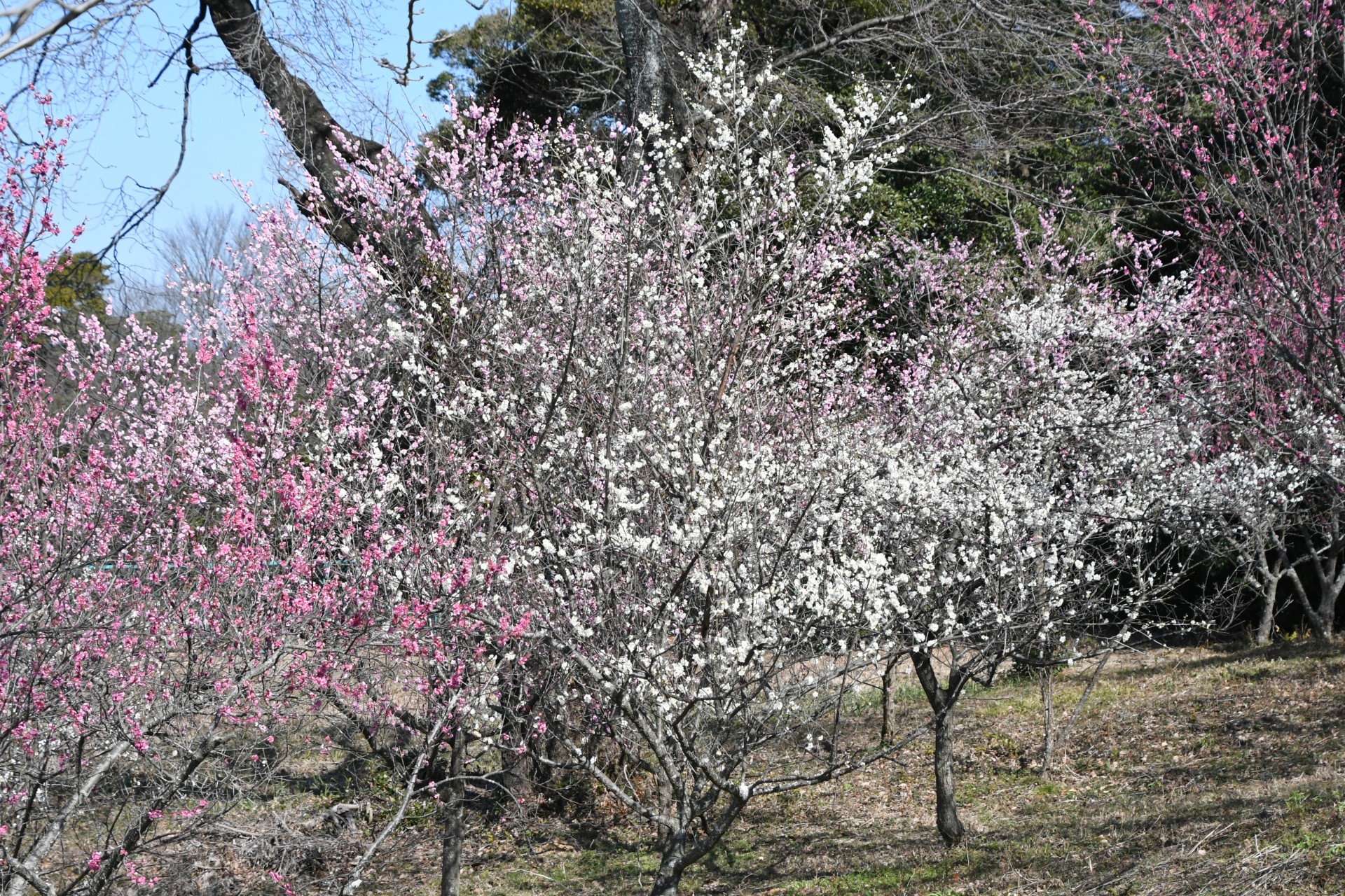 20240213_永井前野記念公園 (4)