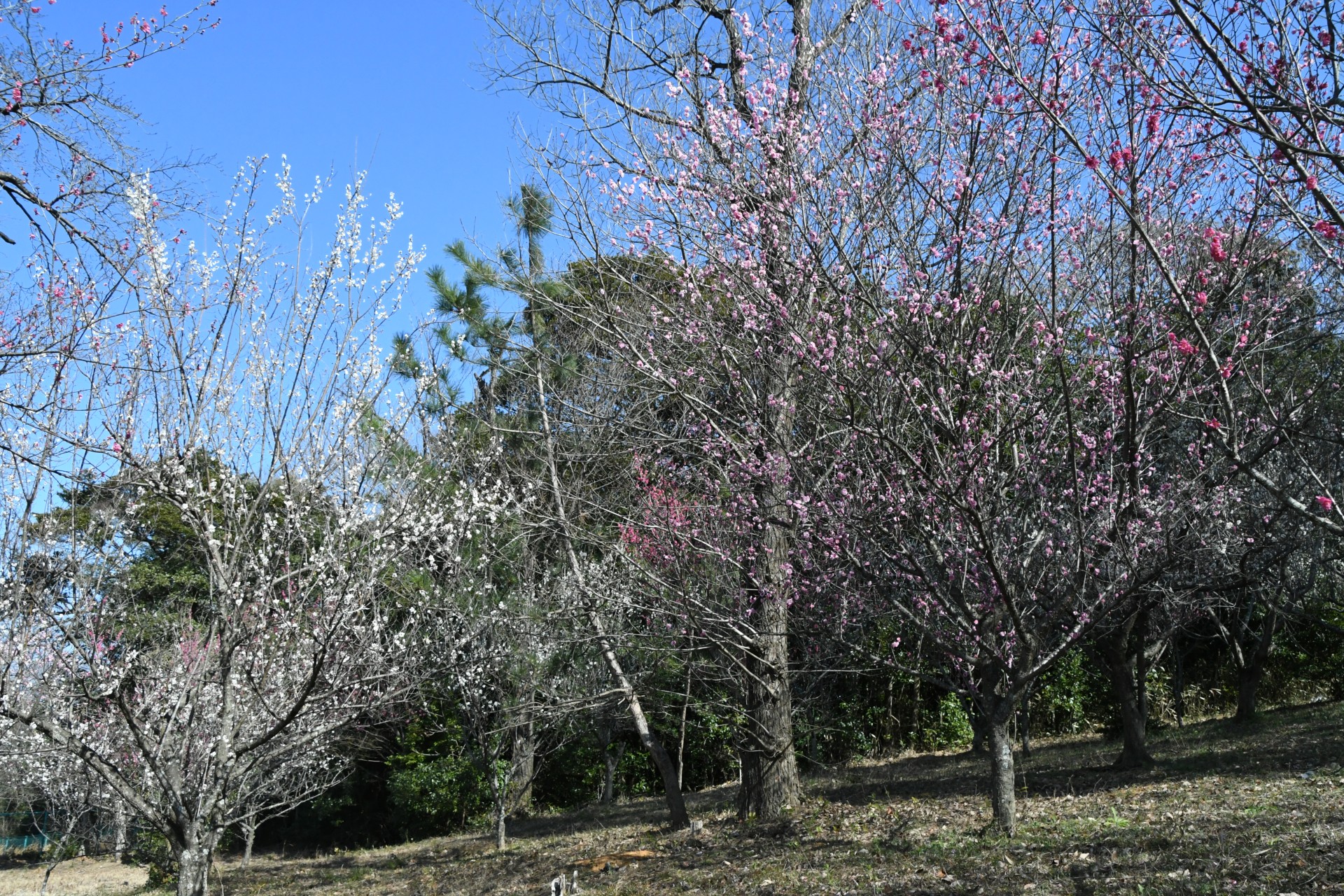 20240213_永井前野記念公園 (7)