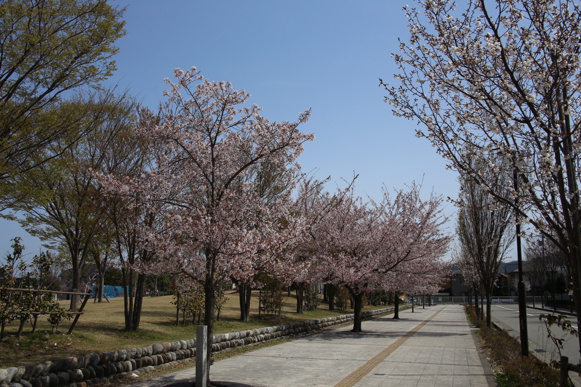 野々市市役所春2